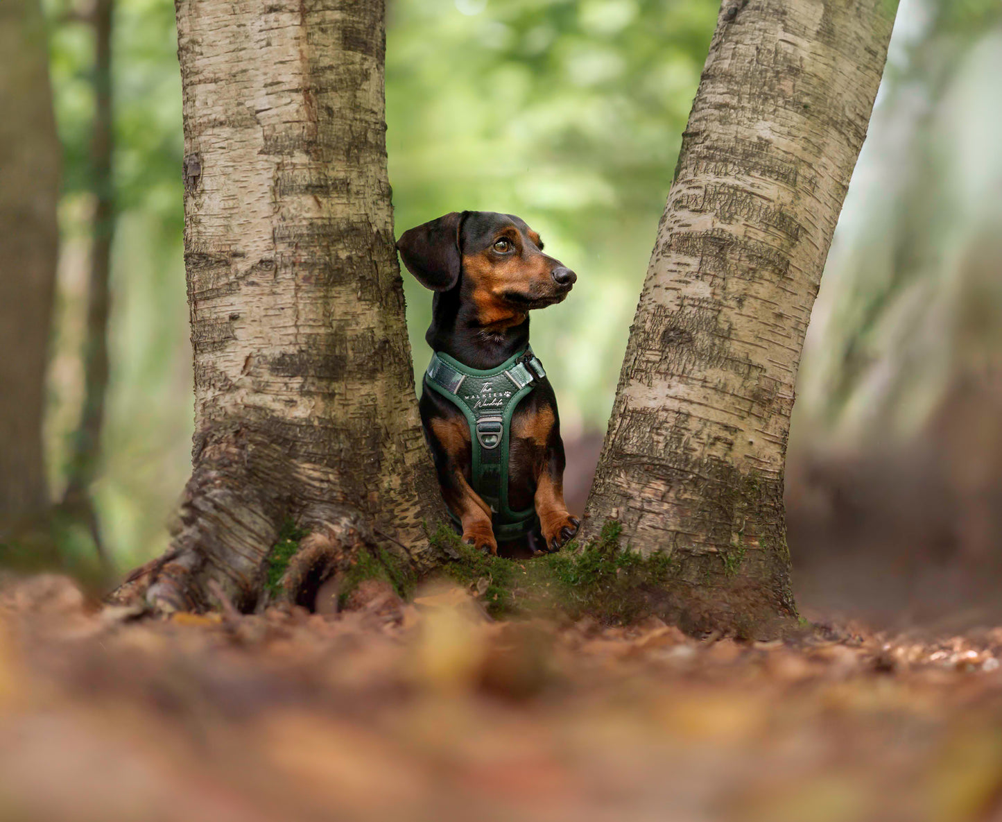 Forest Whispers Y-Flex Pro ™ harness Evergreen Hollow