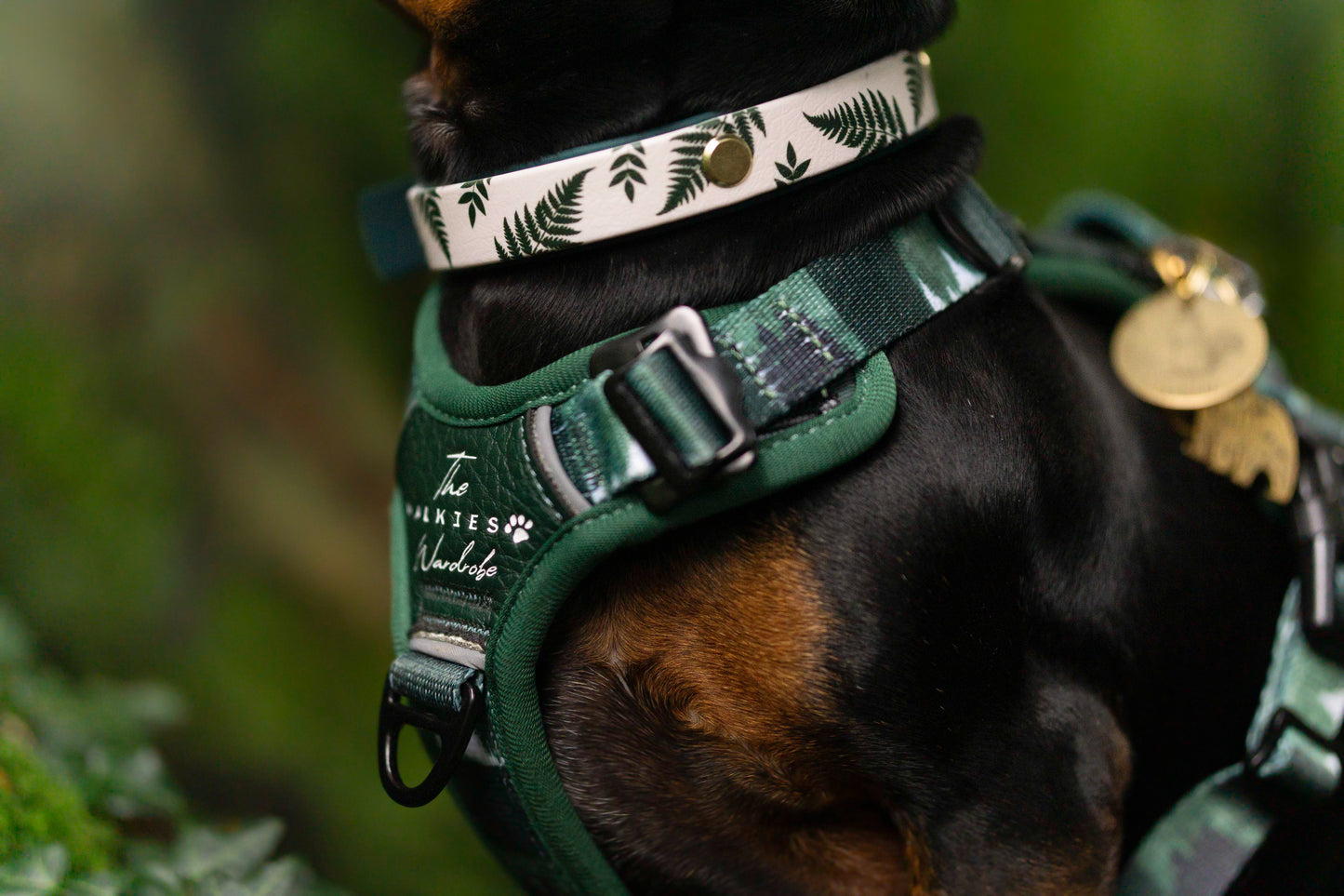 Wildriver and The Walkies Wardrobe Harness, Collar and lead Collaboration