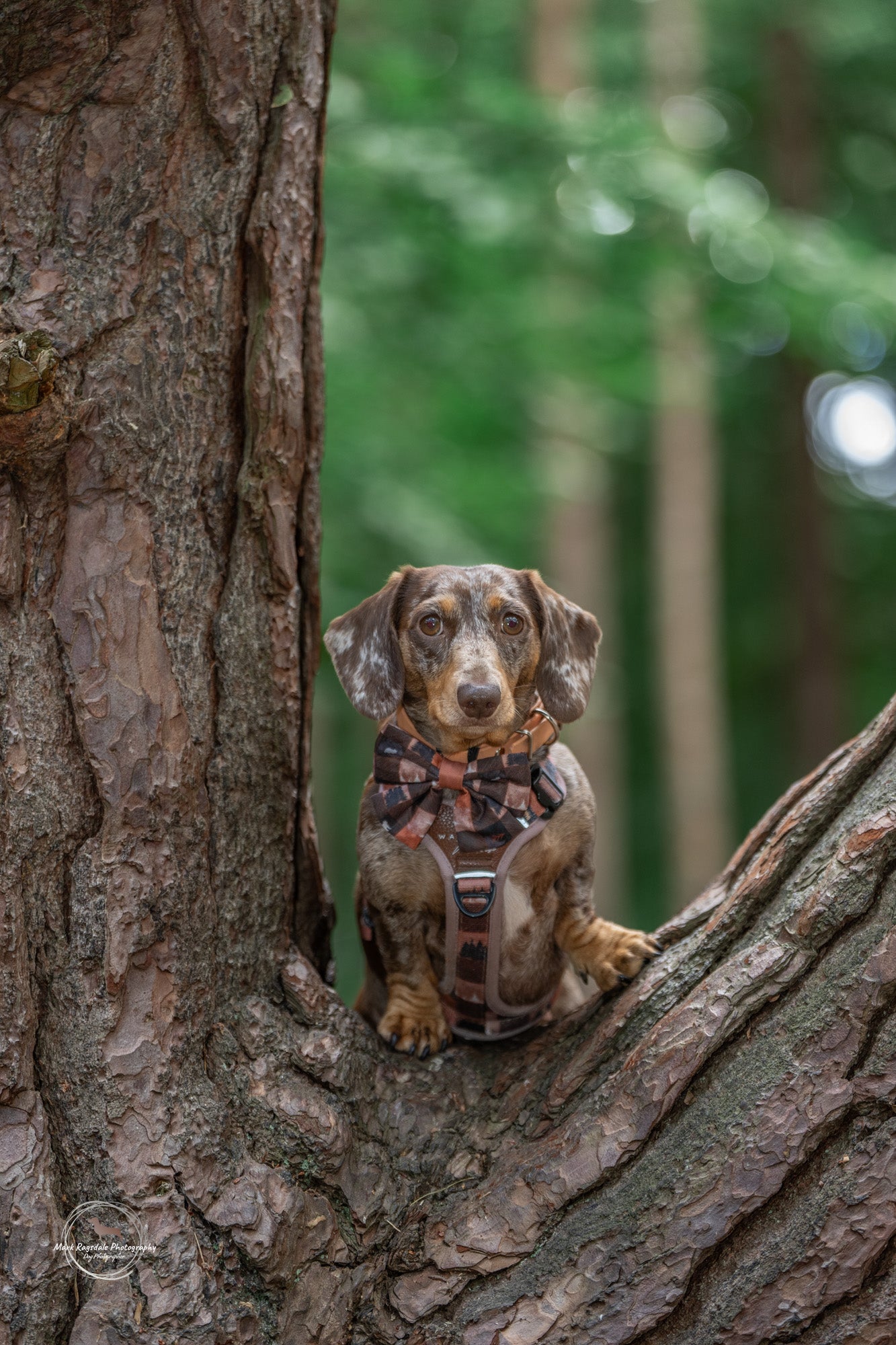 Forest Whispers Y-Flex Pro ™ Harness Chestnut Glade
