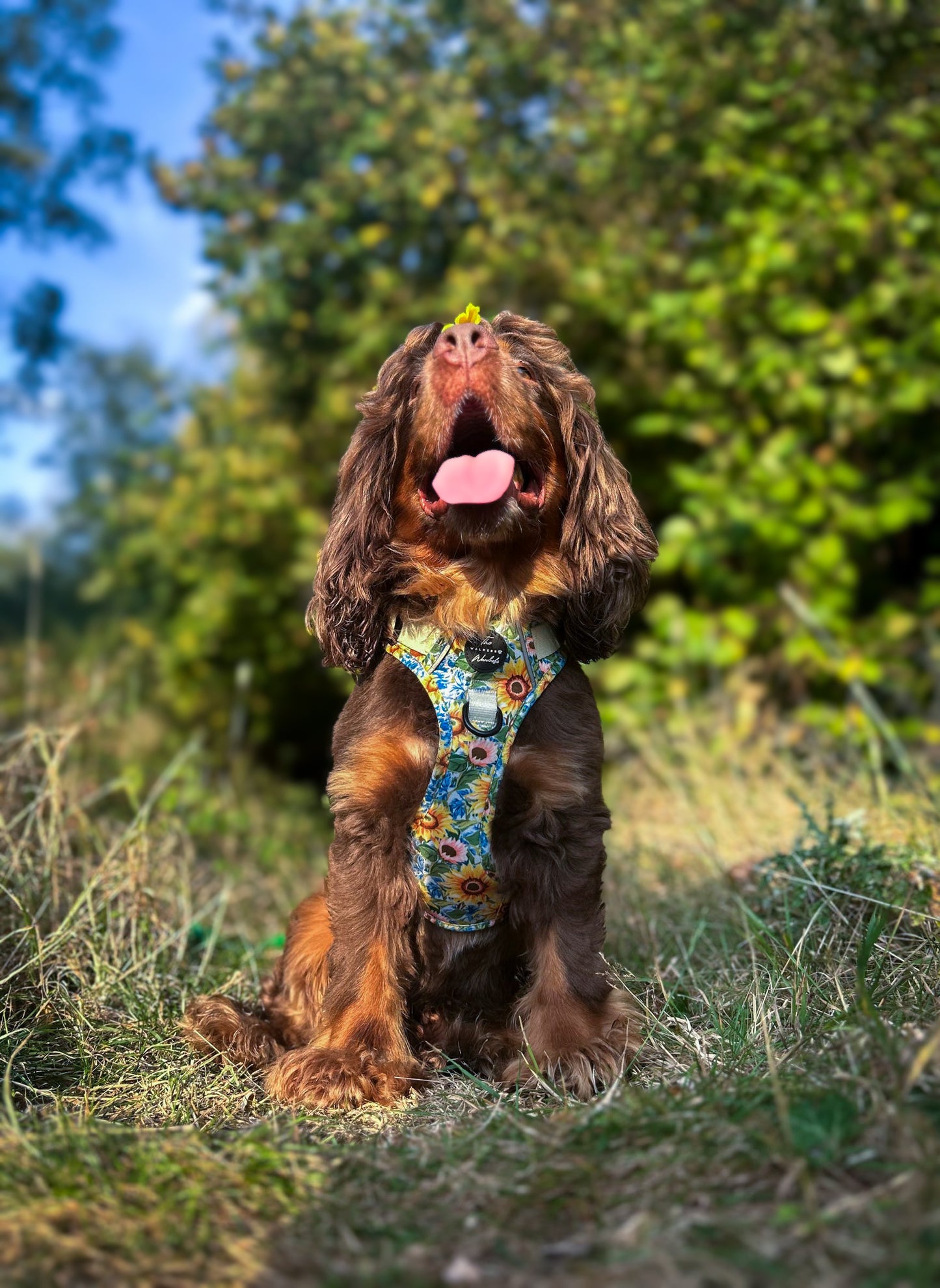 Follow the Sun Tough Trekker plushcore ™ Harness