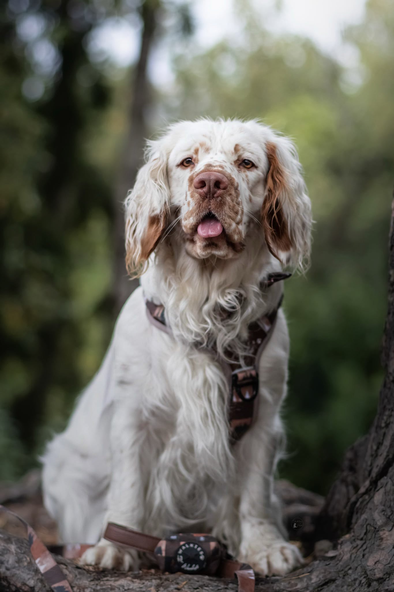 Forest Whispers Y-Flex Pro ™ Harness Chestnut Glade