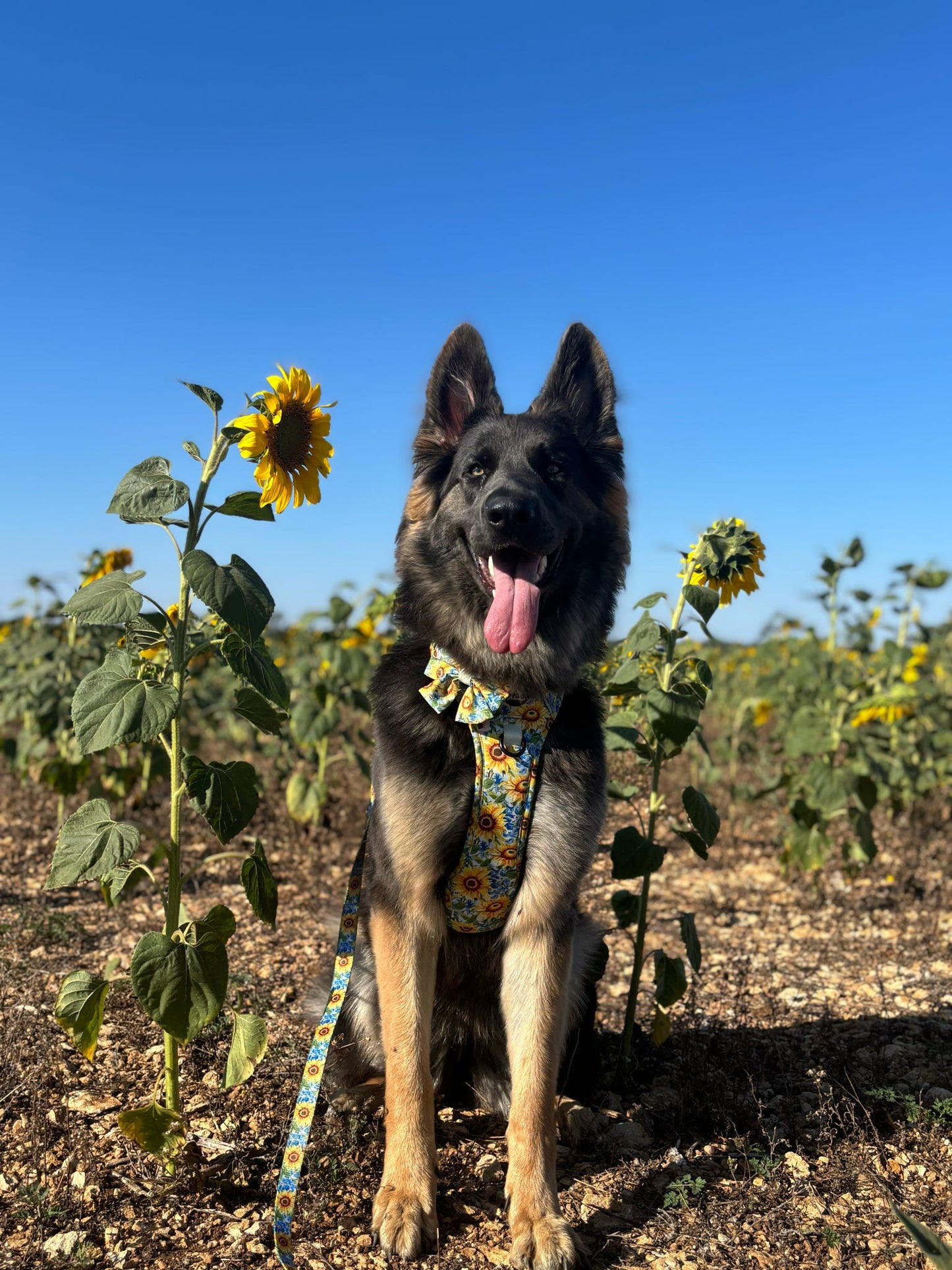 Follow the Sun Tough Trekker plushcore ™ Harness