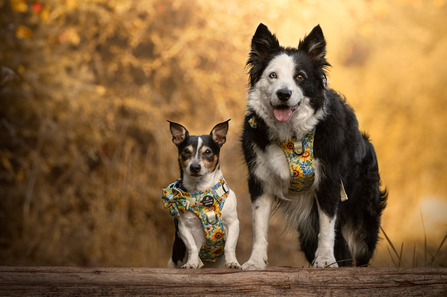 Follow the Sun Tough Trekker plushcore ™ Harness