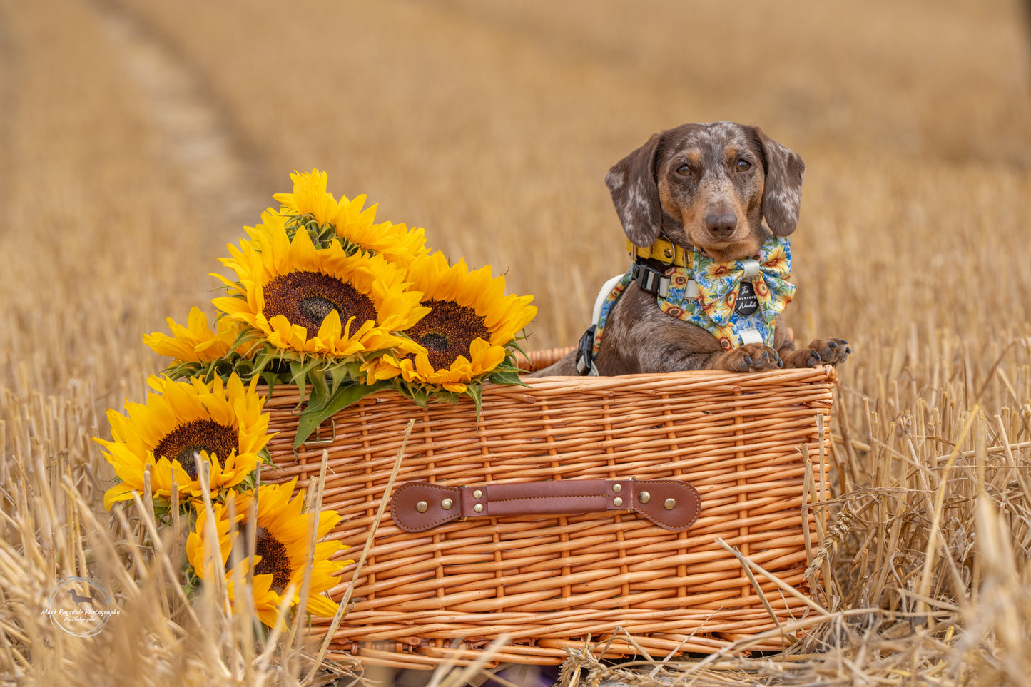 Follow the Sun Tough Trekker plushcore ™ Harness