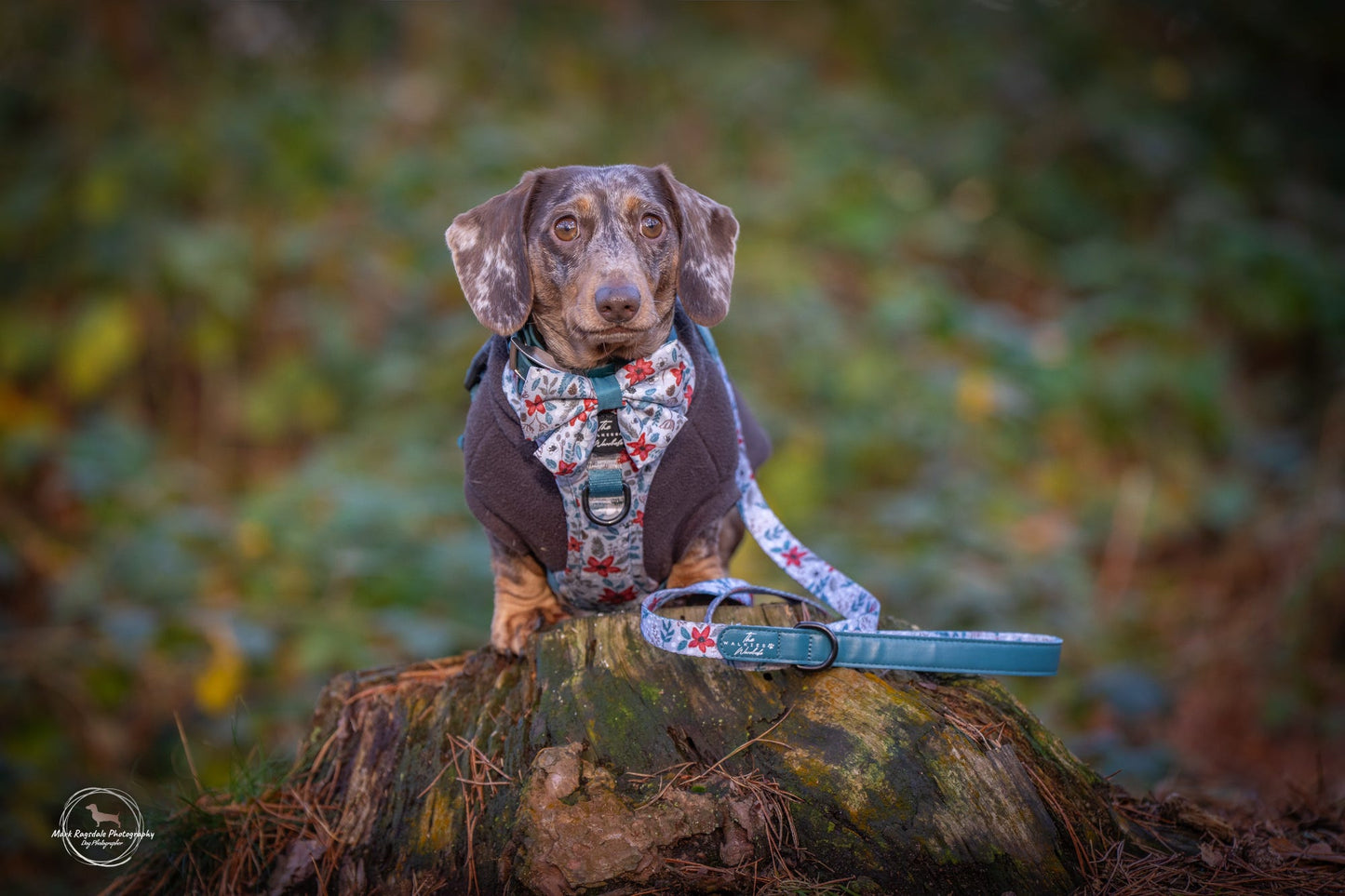 Lead- Poinsettia Wood