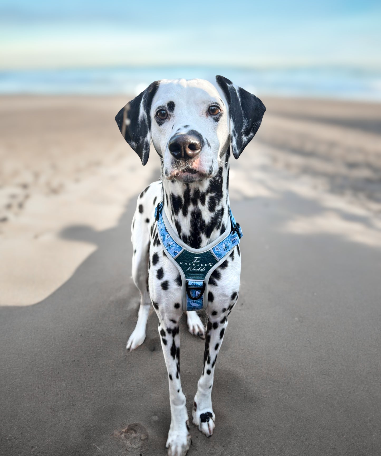 Seashell Symphony Y-Flex Pro ™ harness