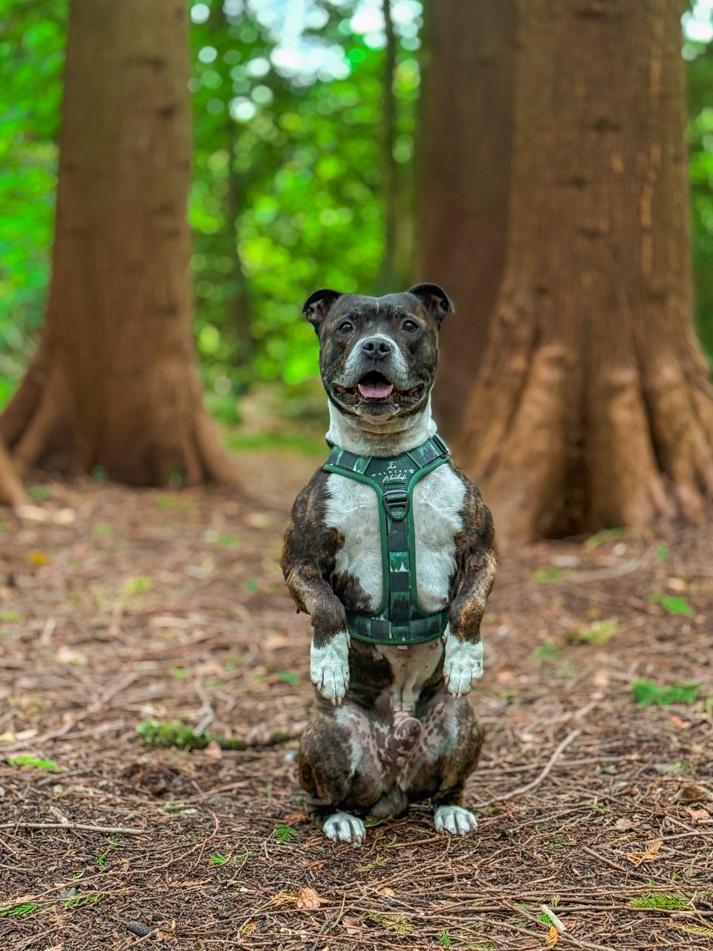 Forest Whispers Y-Flex Pro ™ harness Evergreen Hollow