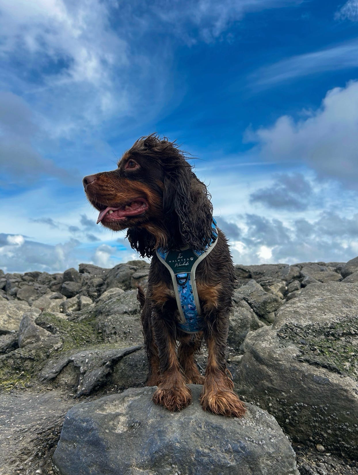 Seashell Symphony Y-Flex Pro ™ harness