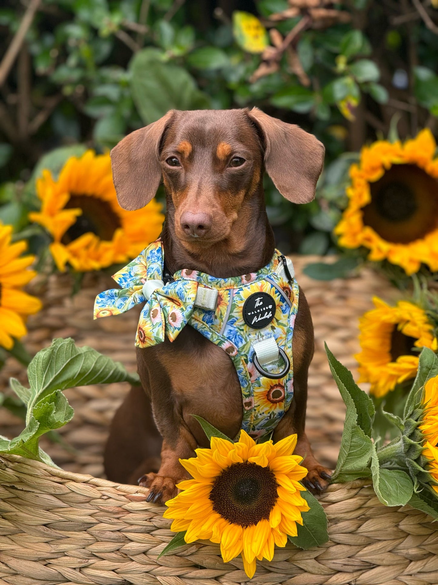 Follow the Sun Tough Trekker plushcore ™ Harness