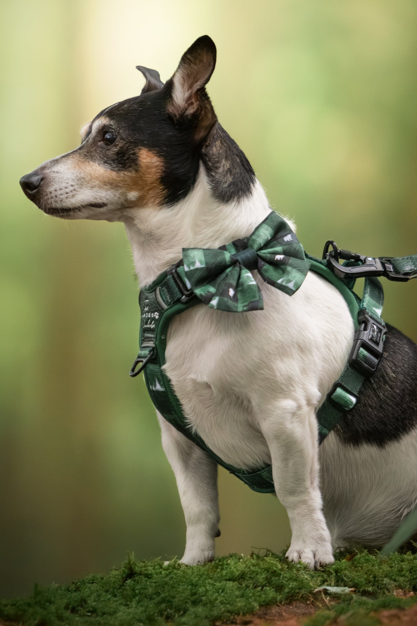 Sailor Bow Tie - Evergreen Hollow