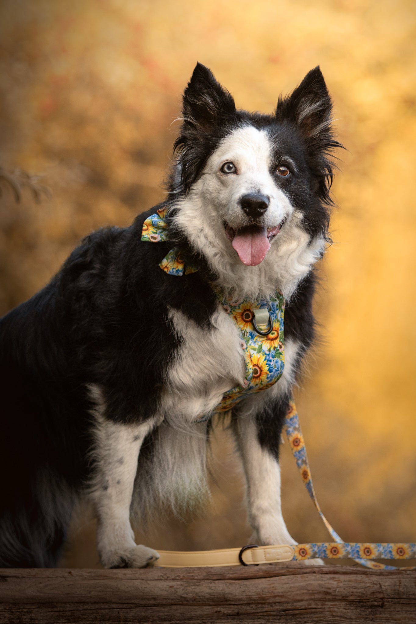 Follow the Sun Tough Trekker plushcore ™ Harness