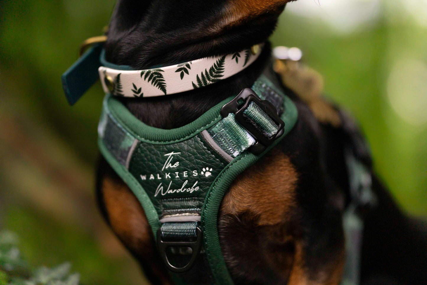 Wildriver and The Walkies Wardrobe Harness, Collar and lead Collaboration