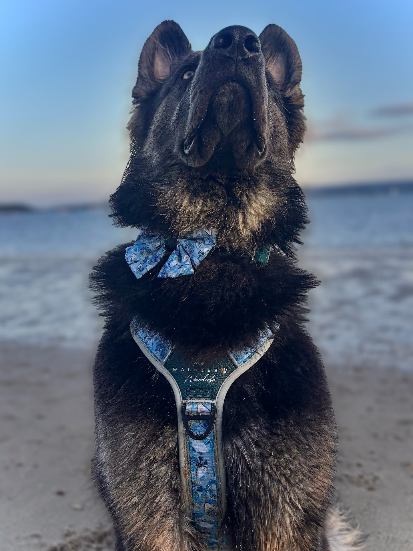 Seashell Symphony Y-Flex Pro ™ harness