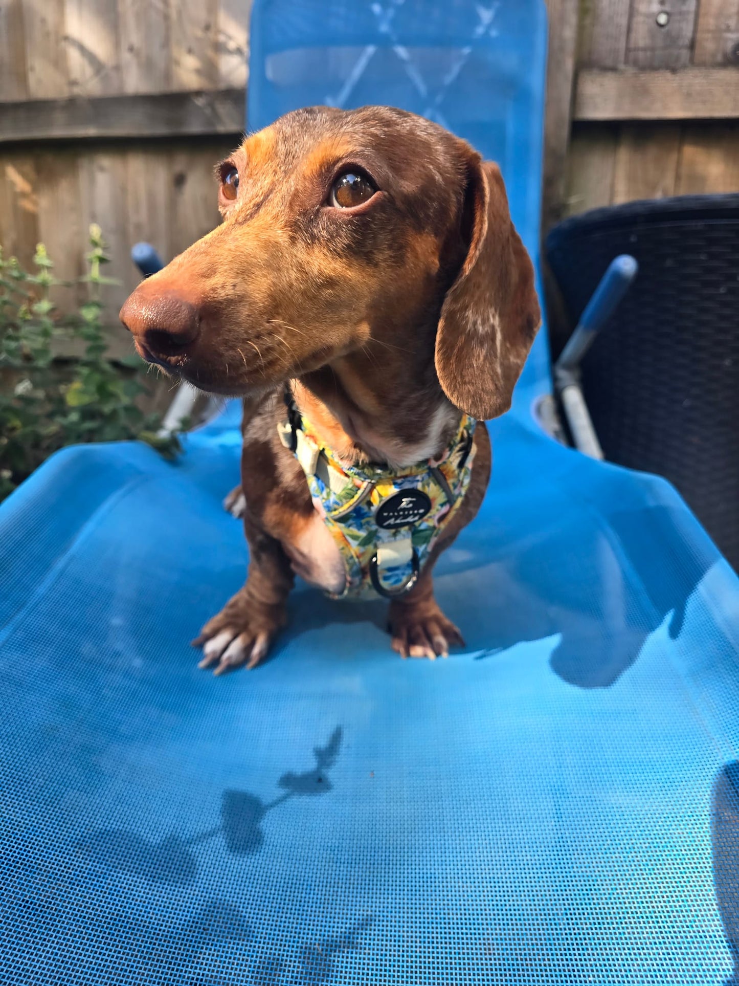 Follow the Sun Tough Trekker plushcore Harness