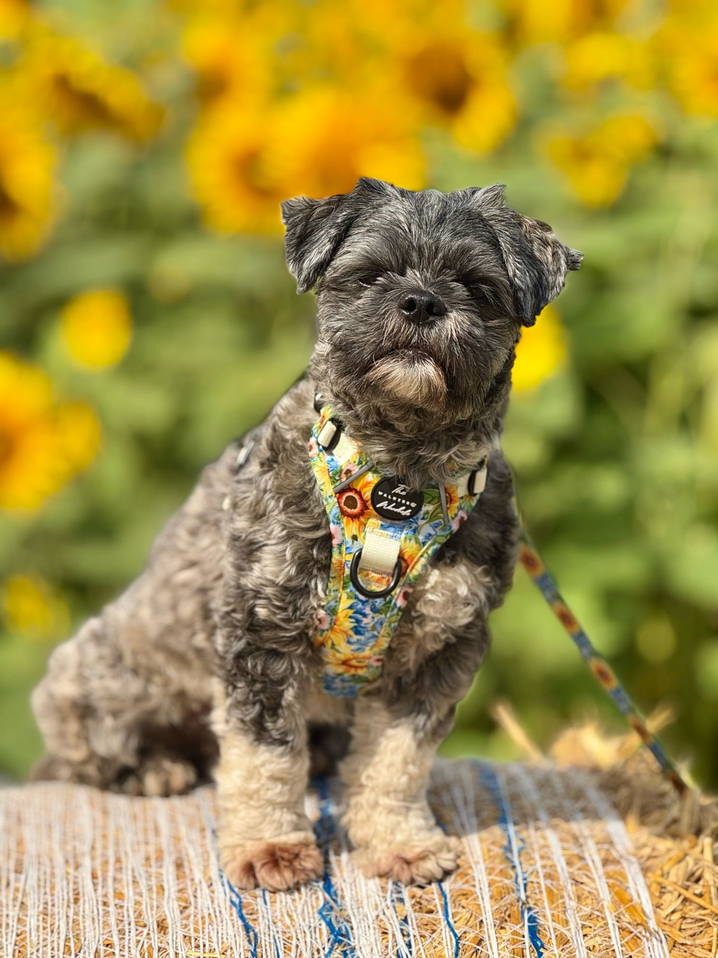 Follow the Sun Tough Trekker plushcore ™ Harness
