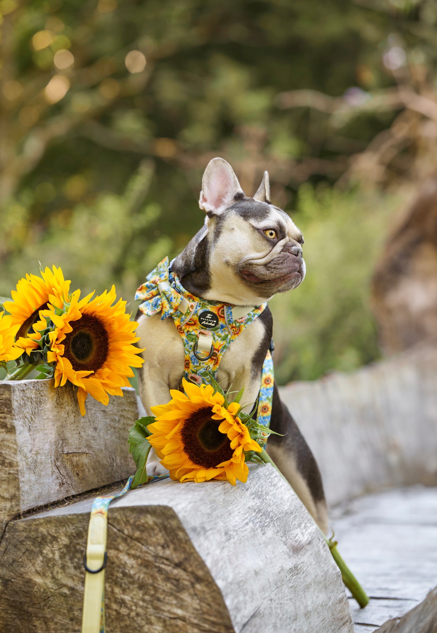 Follow the Sun Tough Trekker plushcore ™ Harness