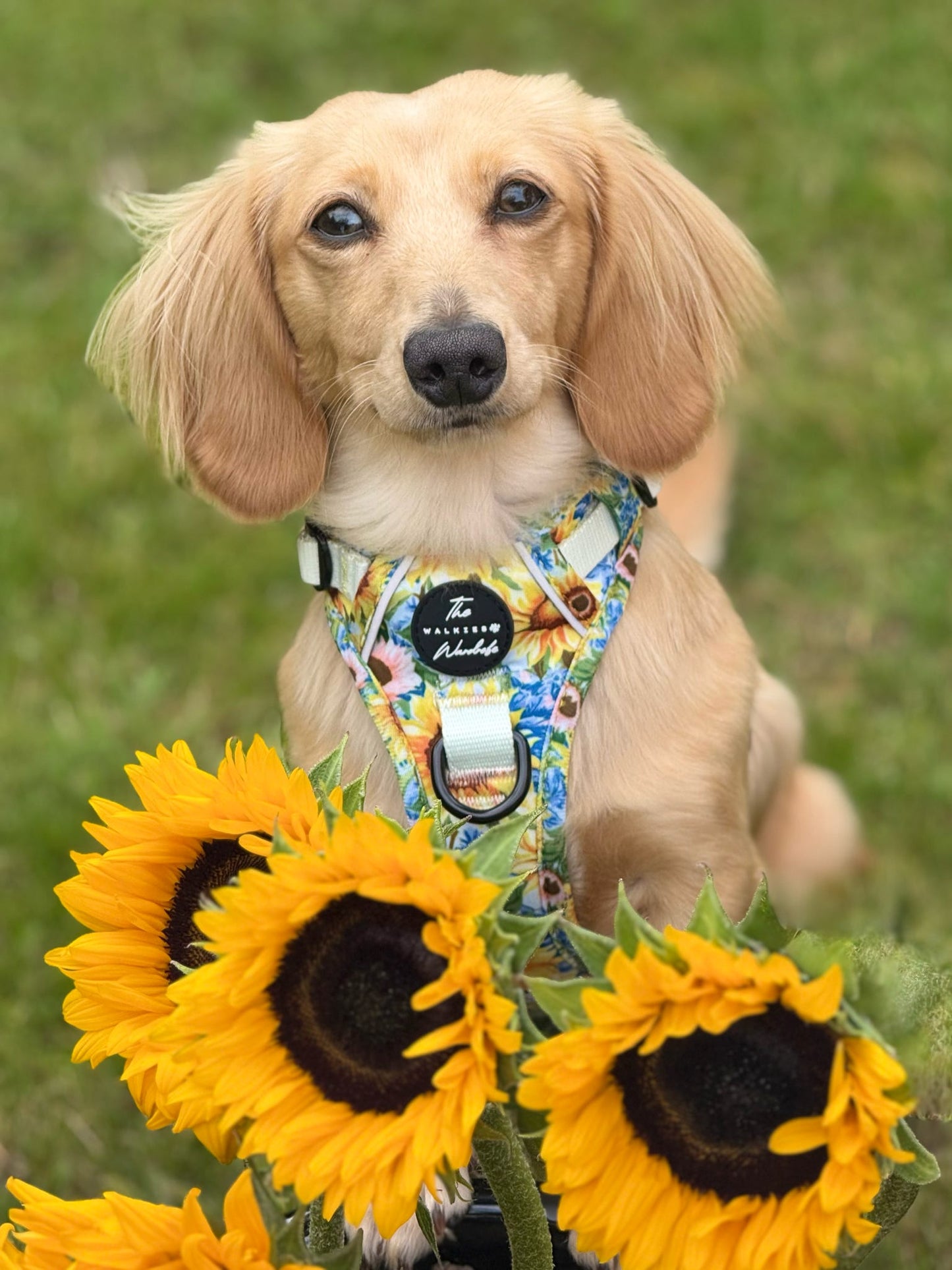 Follow the Sun Tough Trekker plushcore ™ Harness