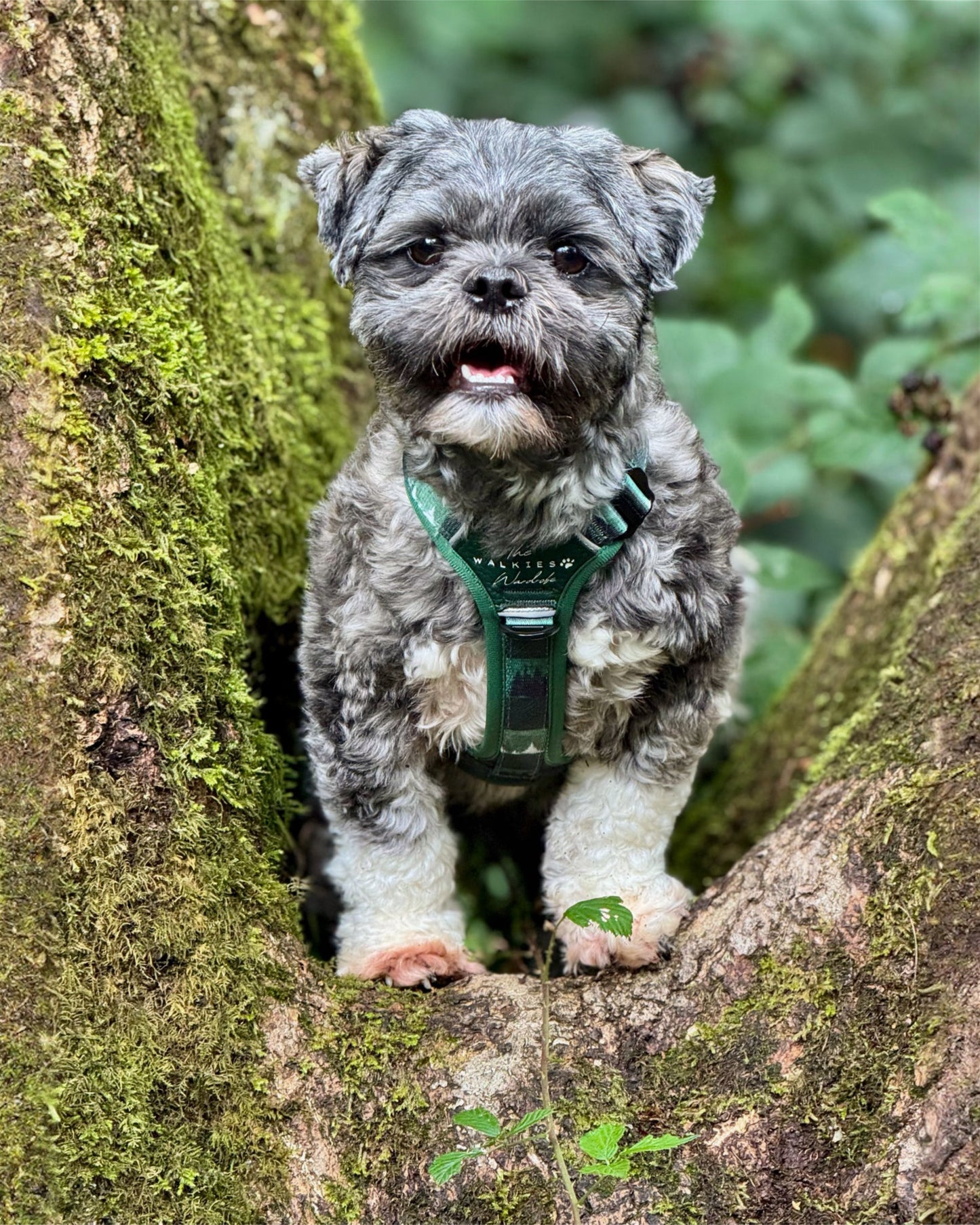 Forest Whispers Y-Flex Pro ™ harness Evergreen Hollow