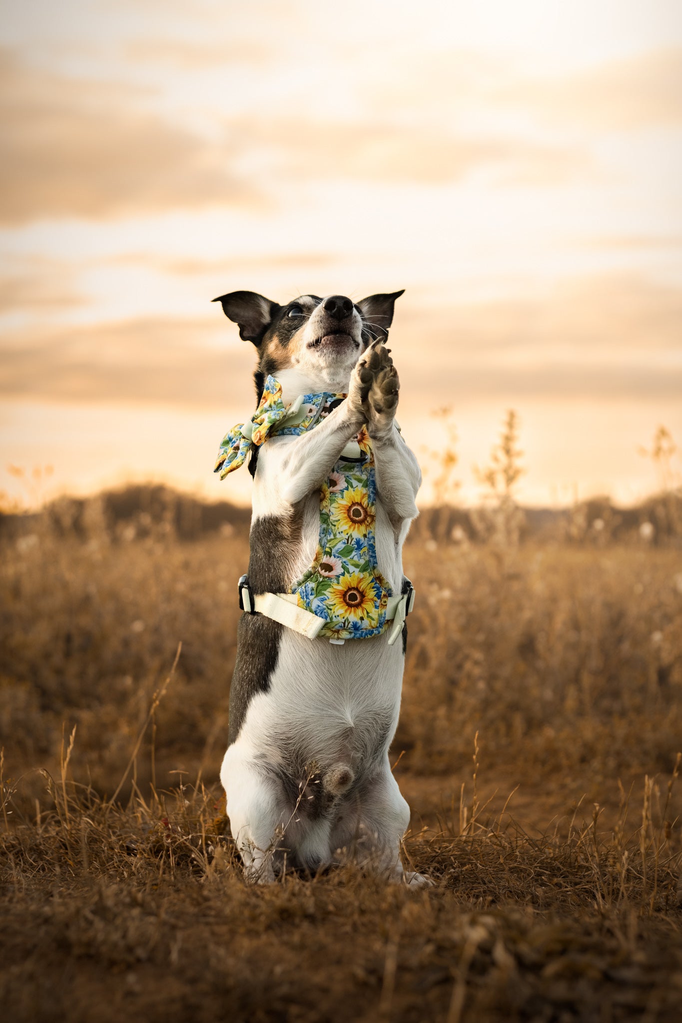 Follow the Sun Tough Trekker plushcore ™ Harness