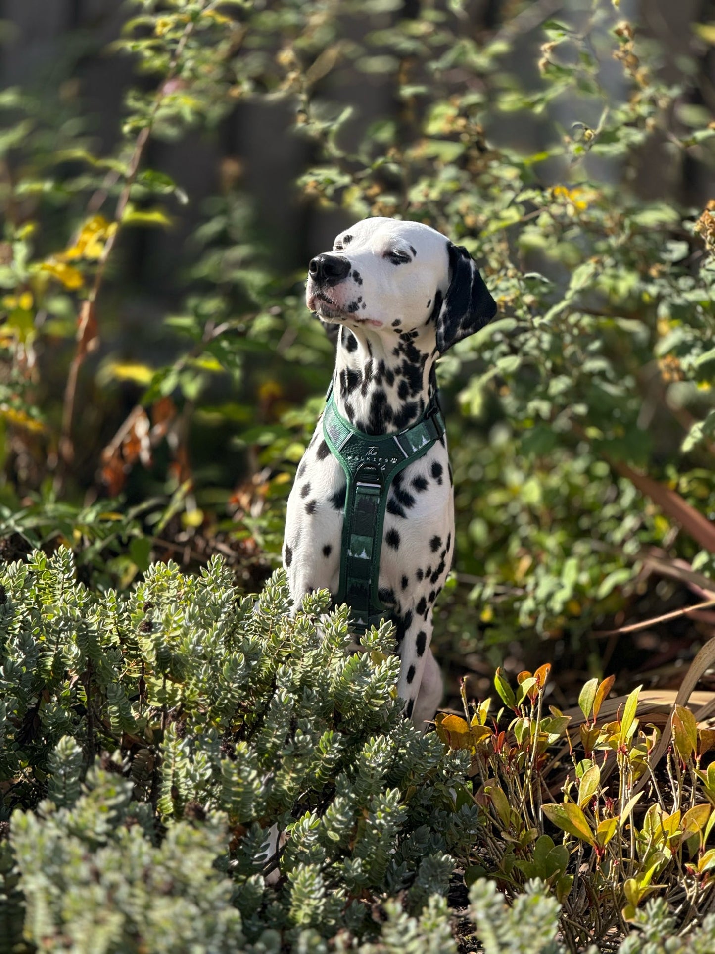 Forest Whispers Y-Flex Pro ™ harness Evergreen Hollow