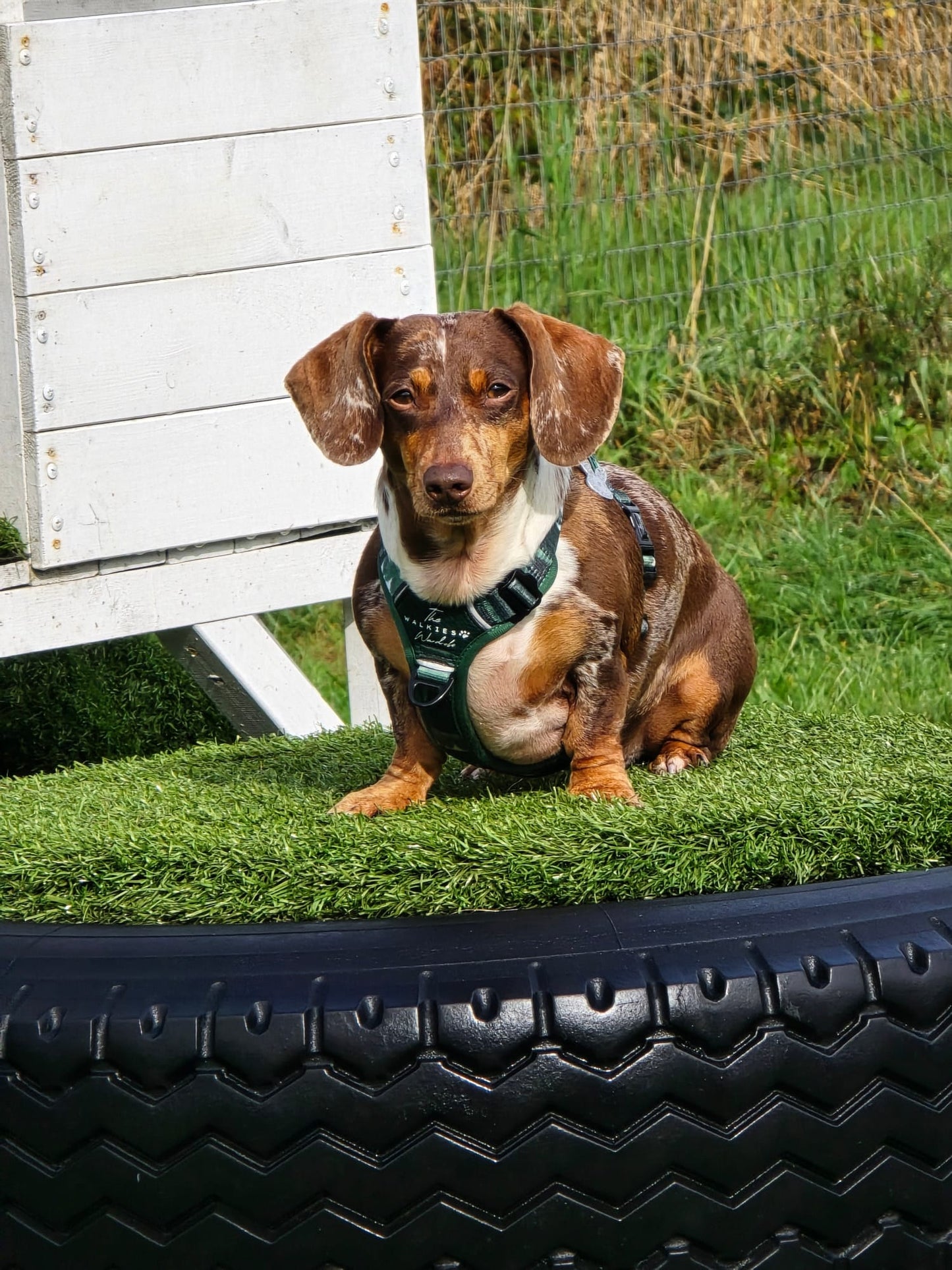 Forest Whispers Y-Flex Pro harness Evergreen Hollow