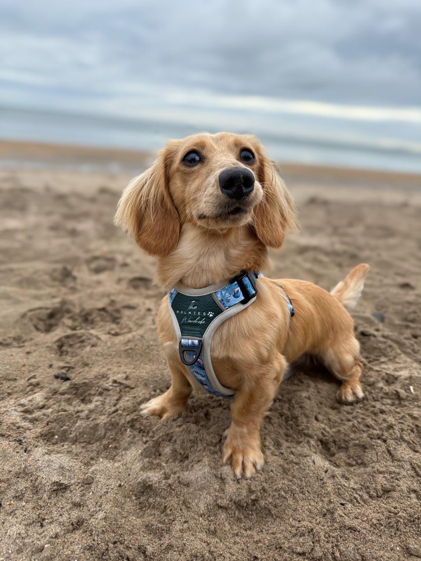 Seashell Symphony Y-Flex Pro ™ harness