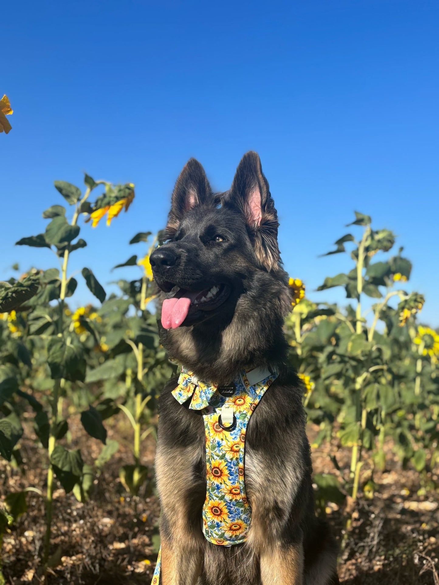 Follow the Sun Tough Trekker plushcore ™ Harness