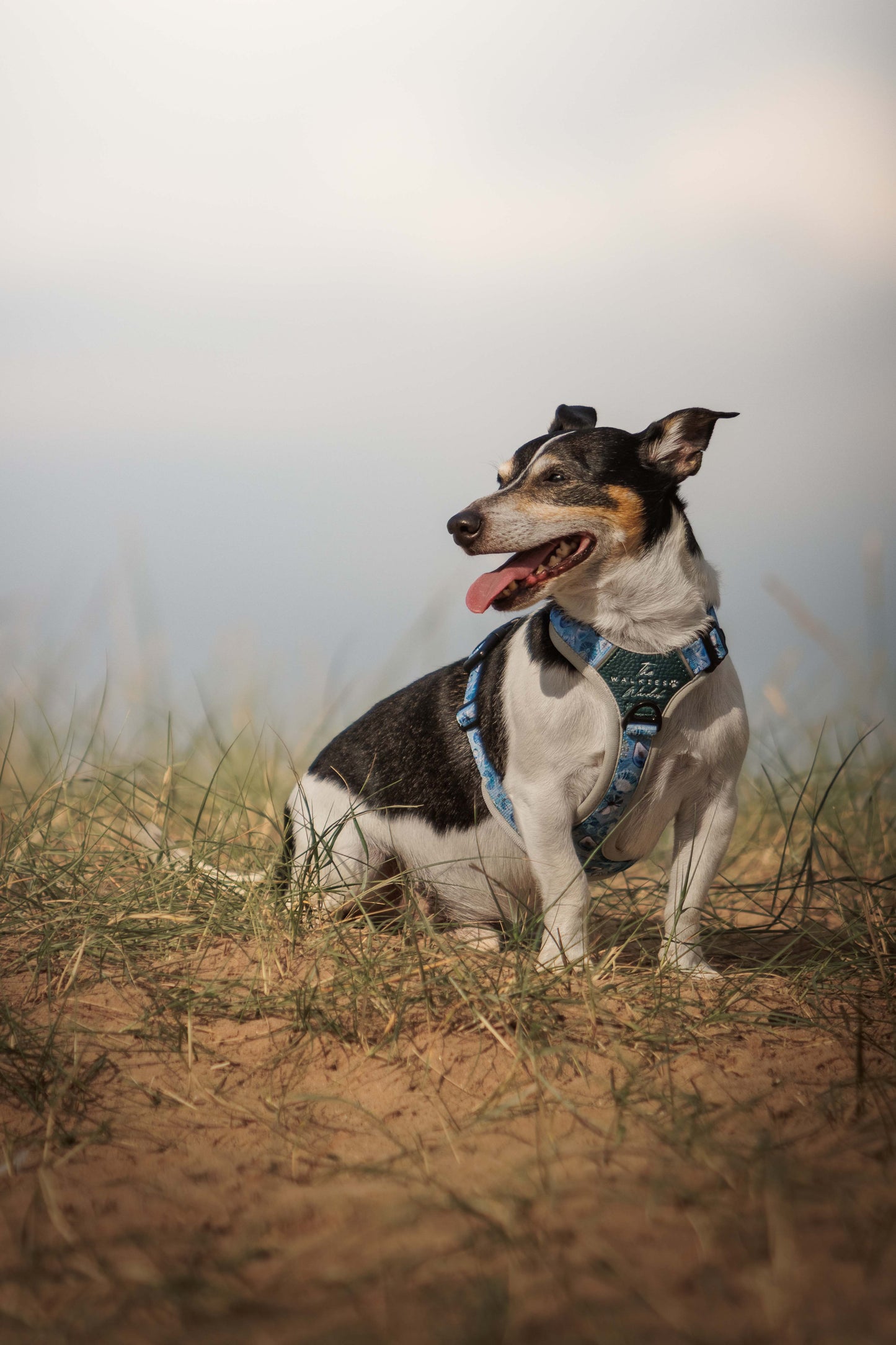 Seashell Symphony Y-Flex Pro ™ harness