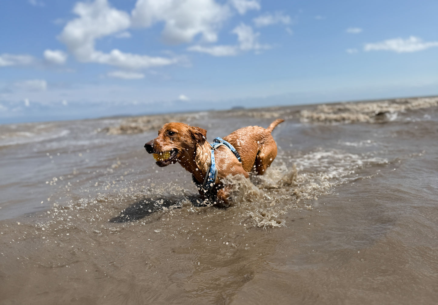 Seashell Symphony Y-Flex Pro ™ harness