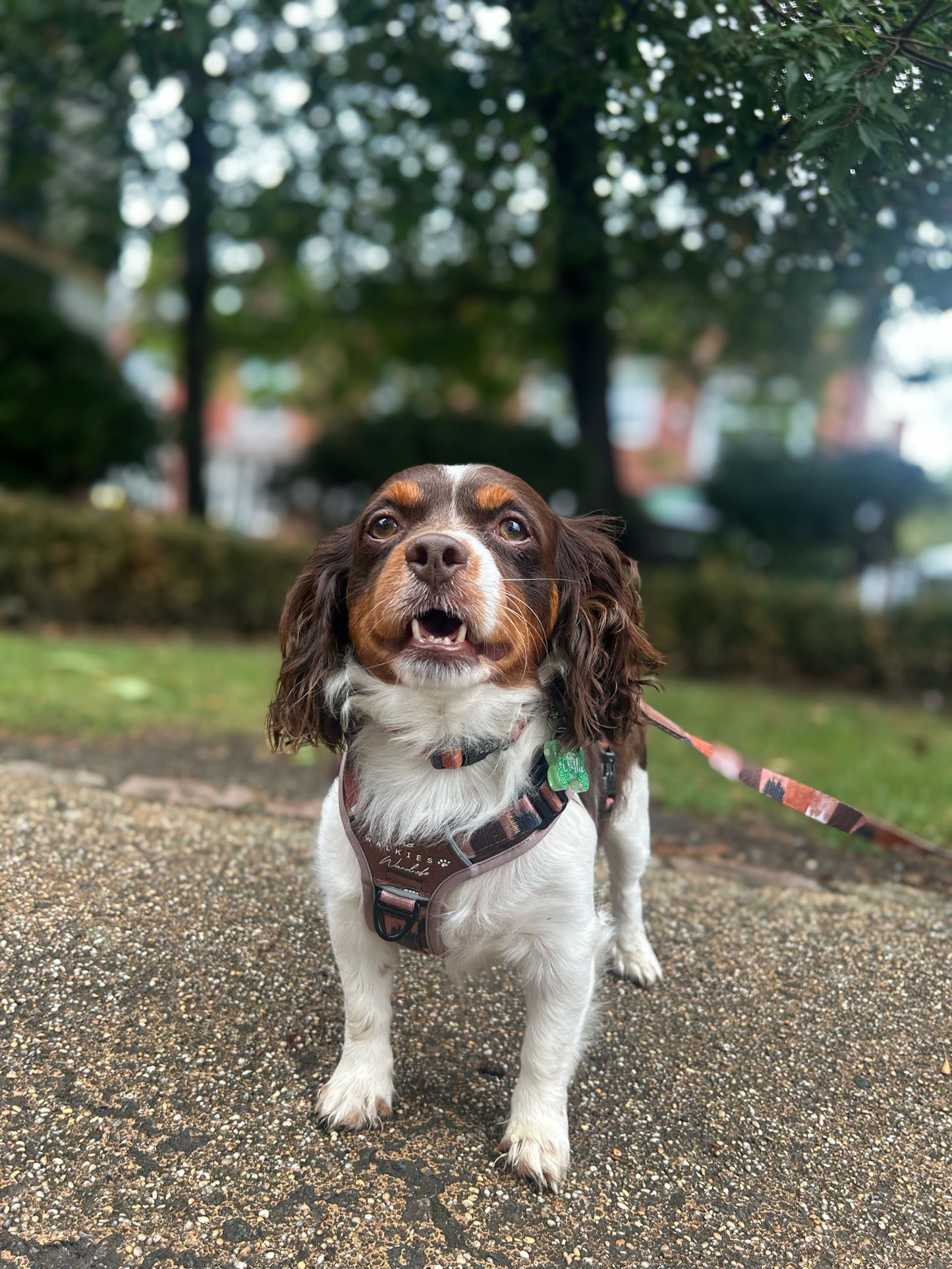 Forest Whispers Y-Flex Pro ™ Harness Chestnut Glade