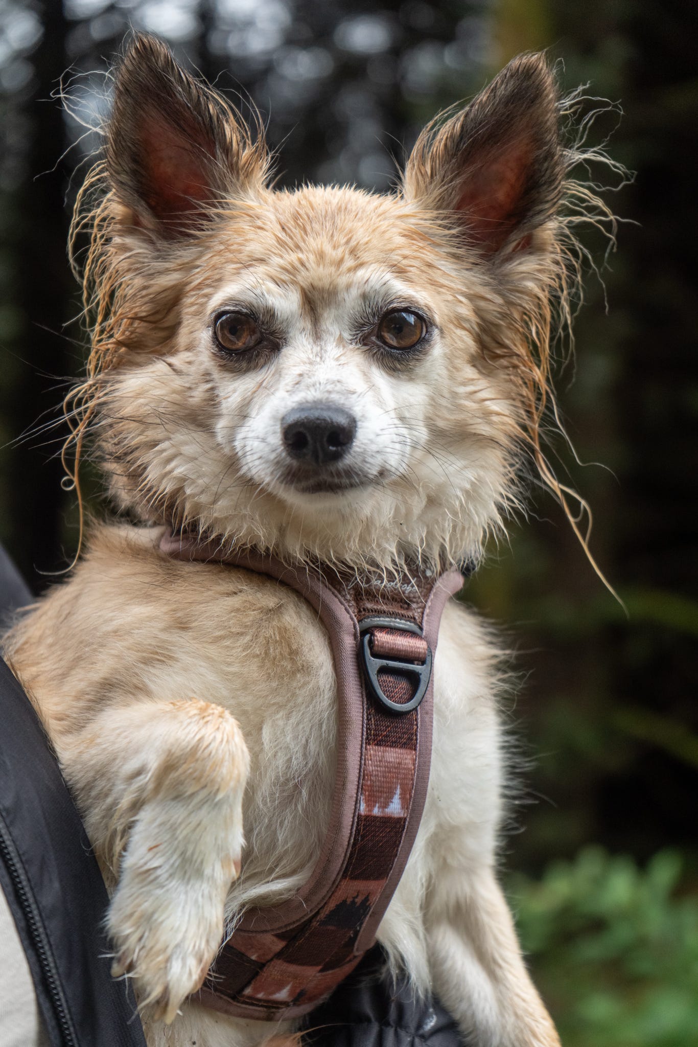 Forest Whispers Y-Flex Pro ™ Harness Chestnut Glade