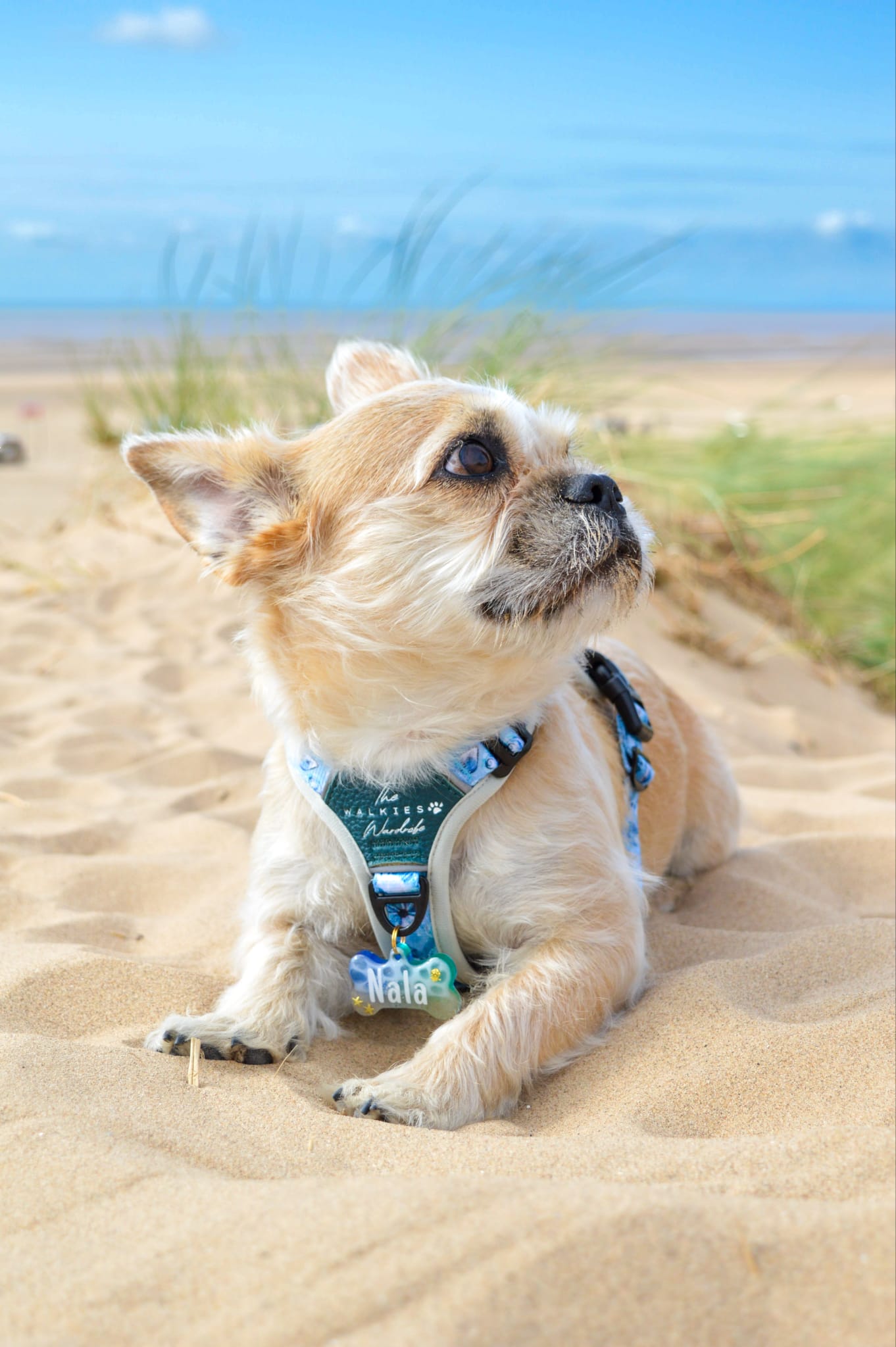 Seashell Symphony Y-Flex Pro ™ harness