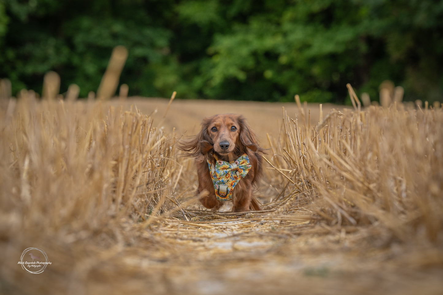 Follow the Sun Tough Trekker plushcore ™ Harness
