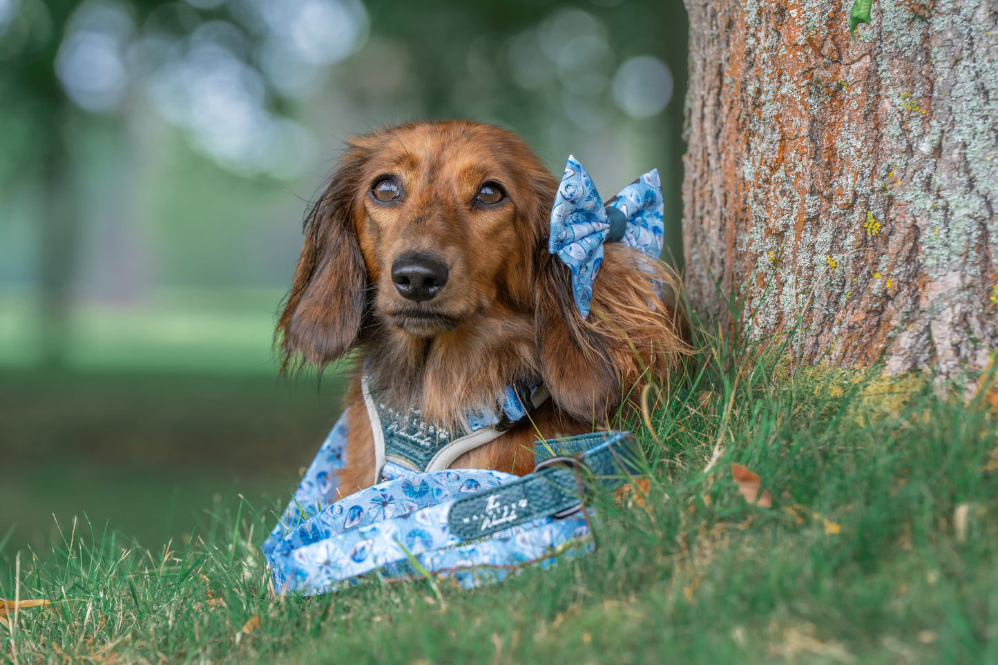 Seashell Symphony Y-Flex Pro ™ harness