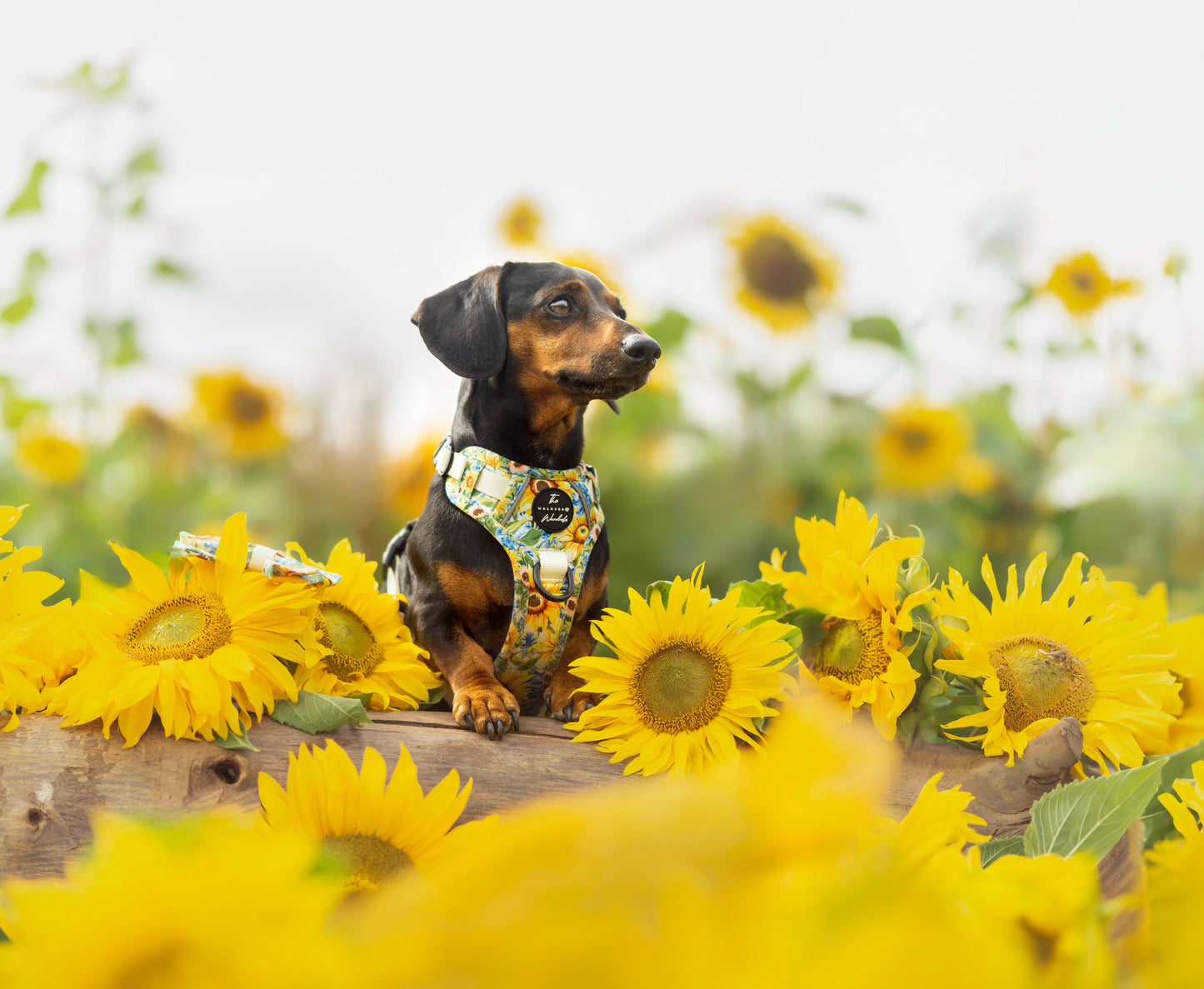 Follow the Sun Tough Trekker plushcore ™ Harness