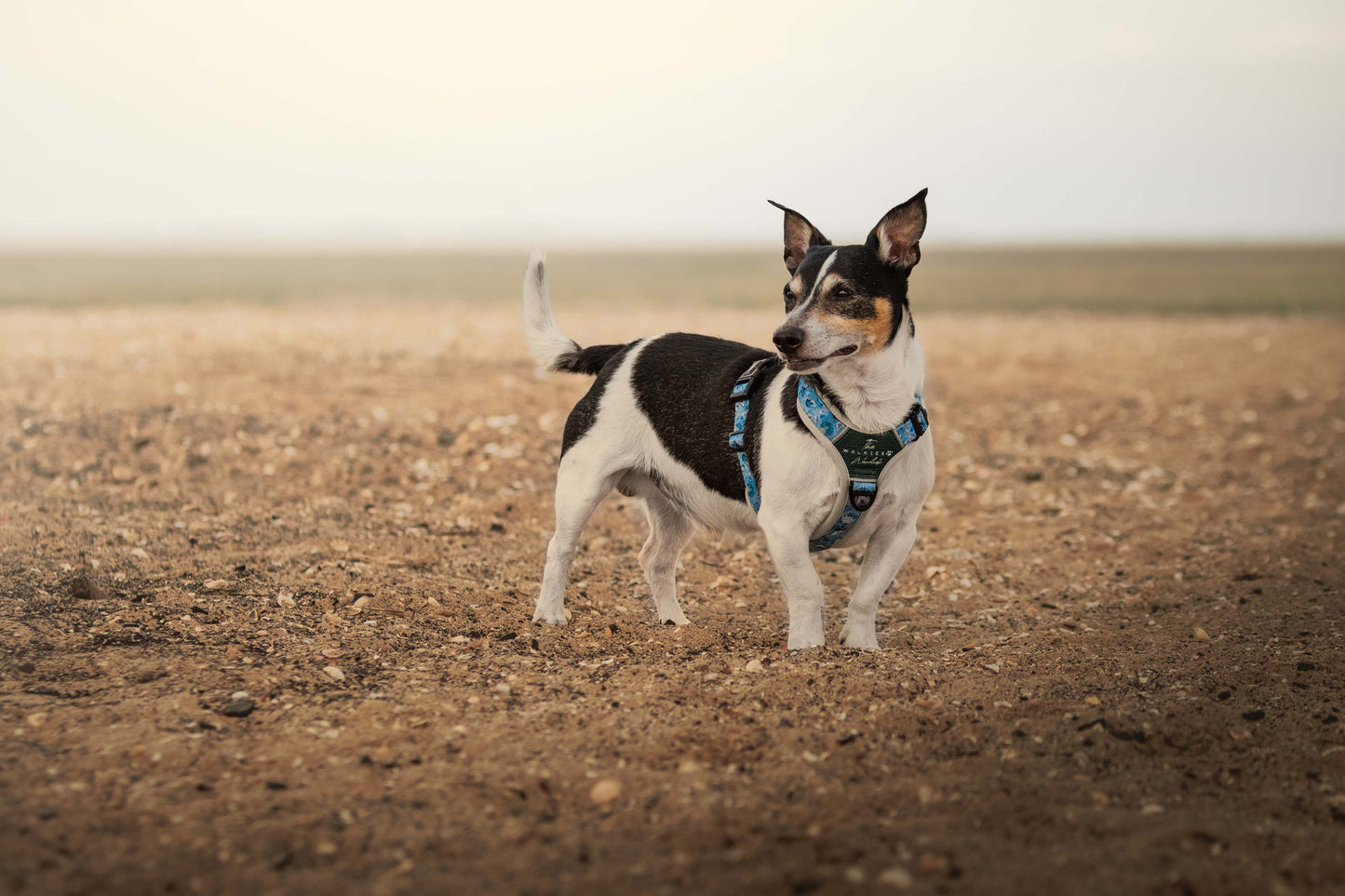 Seashell Symphony Y-Flex Pro ™ harness