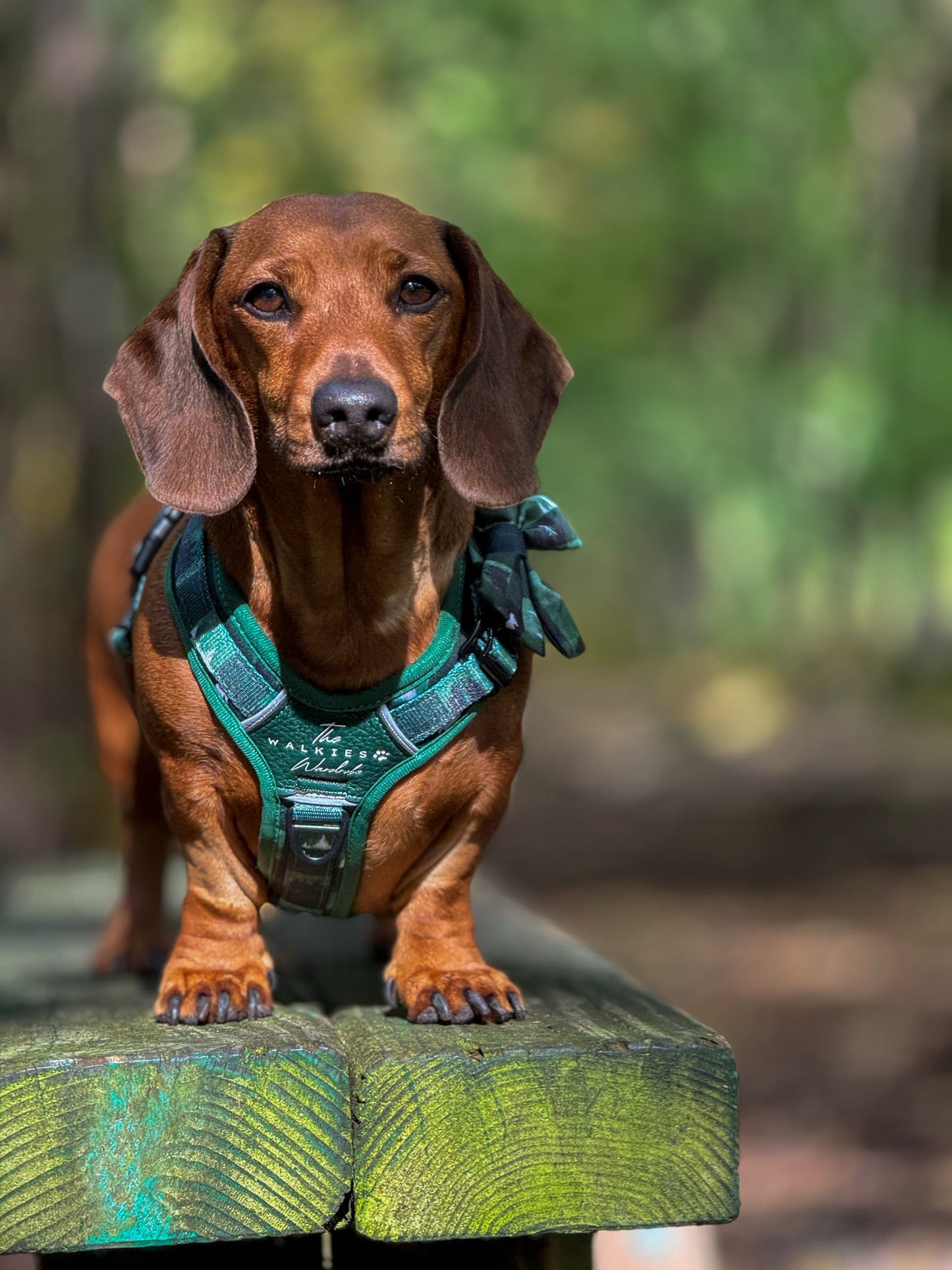 Sailor Bow Tie - Evergreen Hollow