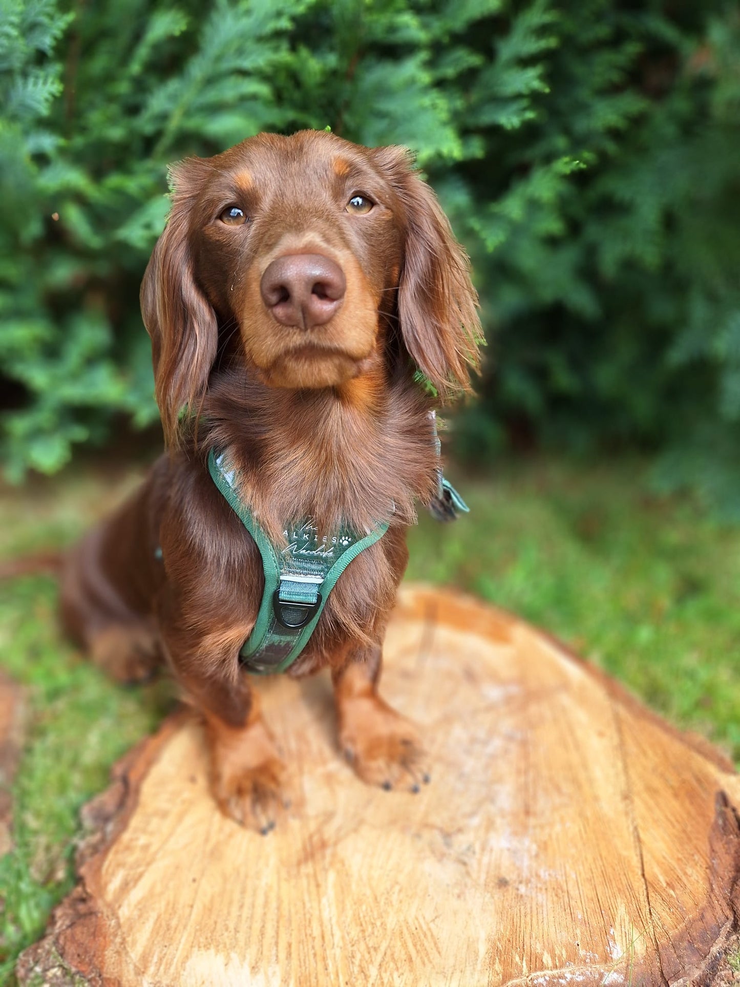 Forest Whispers Y-Flex Pro ™ harness Evergreen Hollow