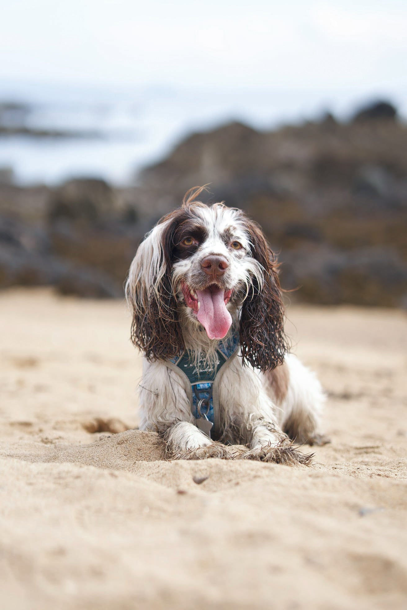 Seashell Symphony Y-Flex Pro ™ harness