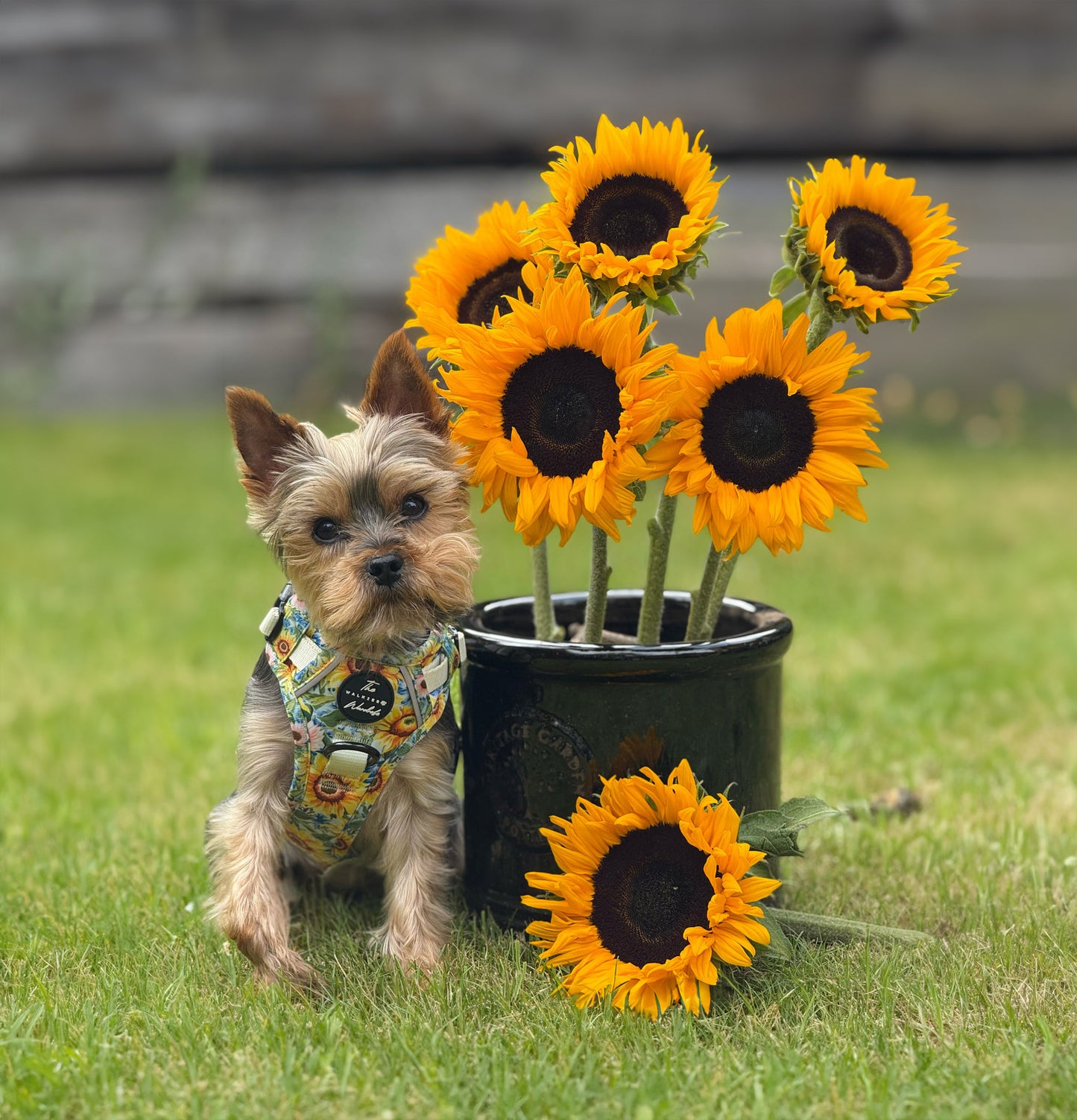Follow the Sun Tough Trekker plushcore ™ Harness