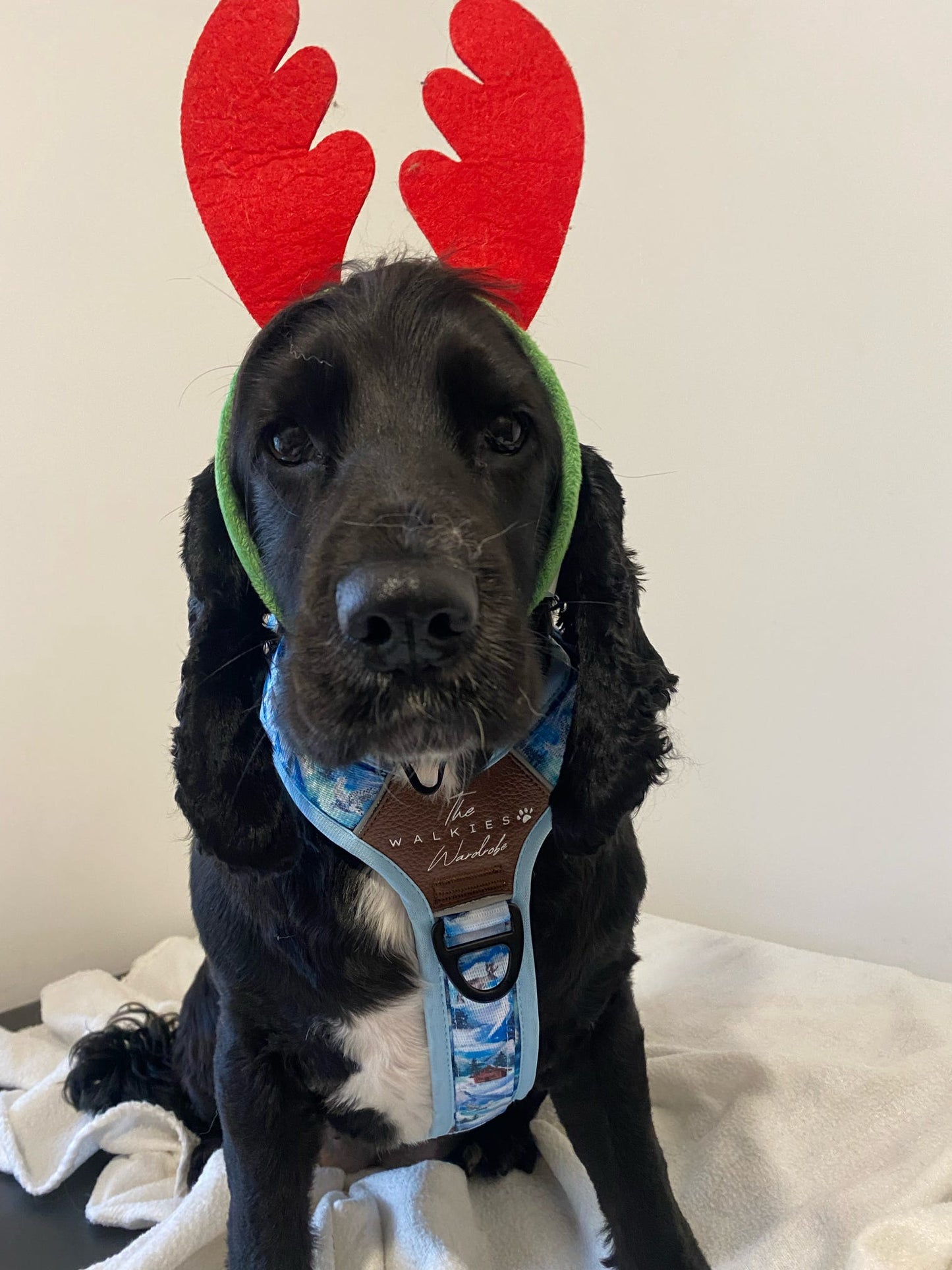 Frosted Peaks Y-Flex Pro harness