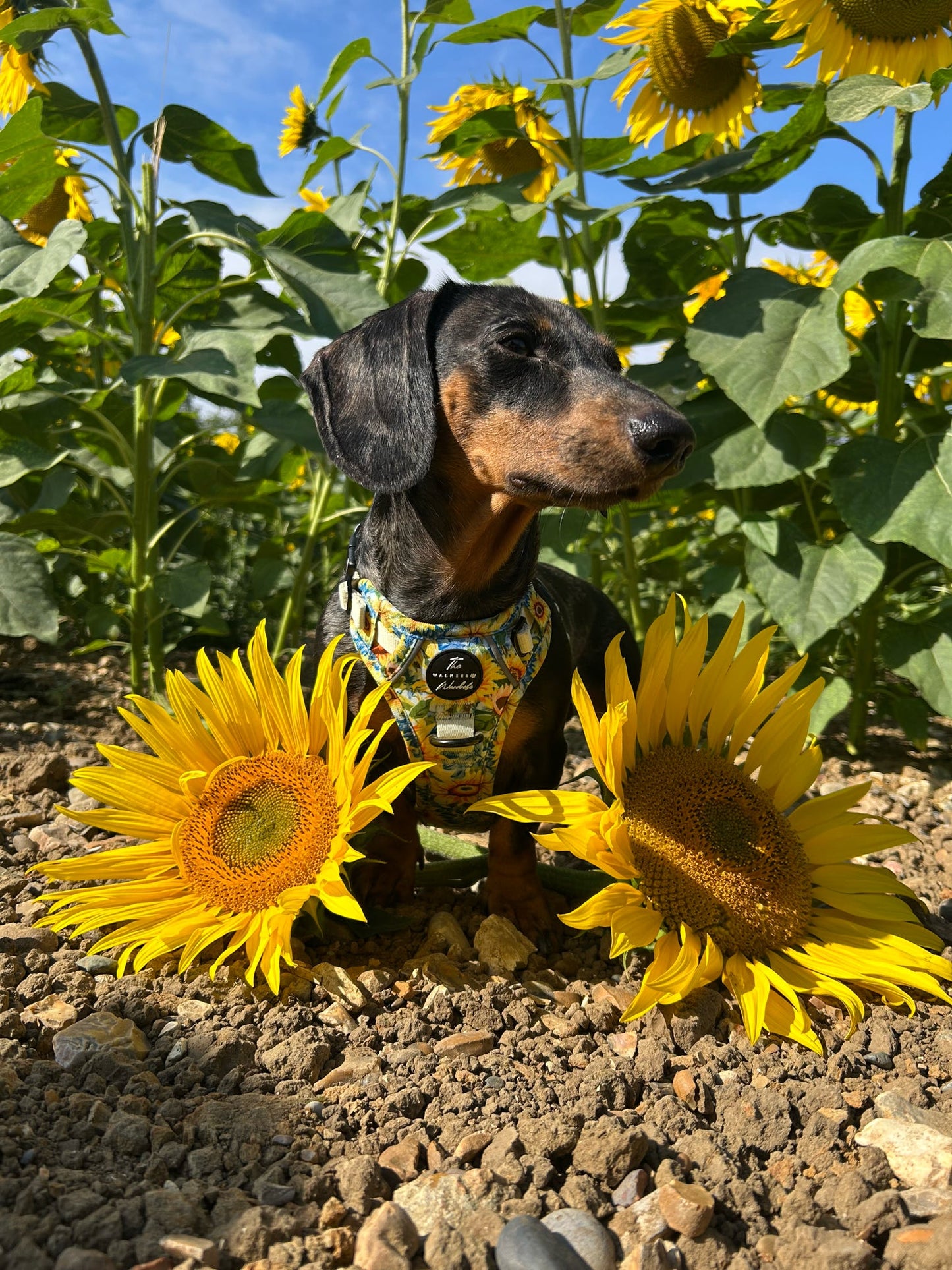 Follow the Sun Tough Trekker plushcore ™ Harness