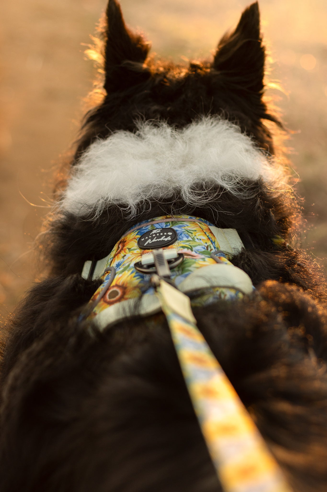 Follow the Sun Tough Trekker plushcore ™ Harness