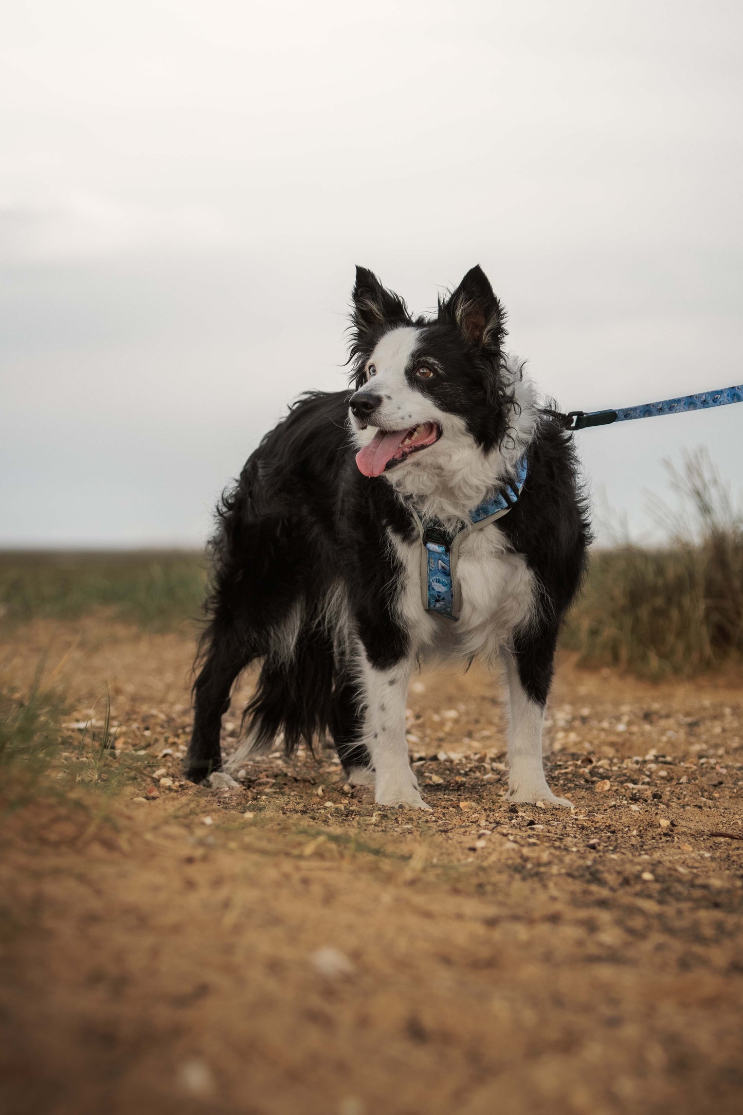 Seashell Symphony Y-Flex Pro ™ harness