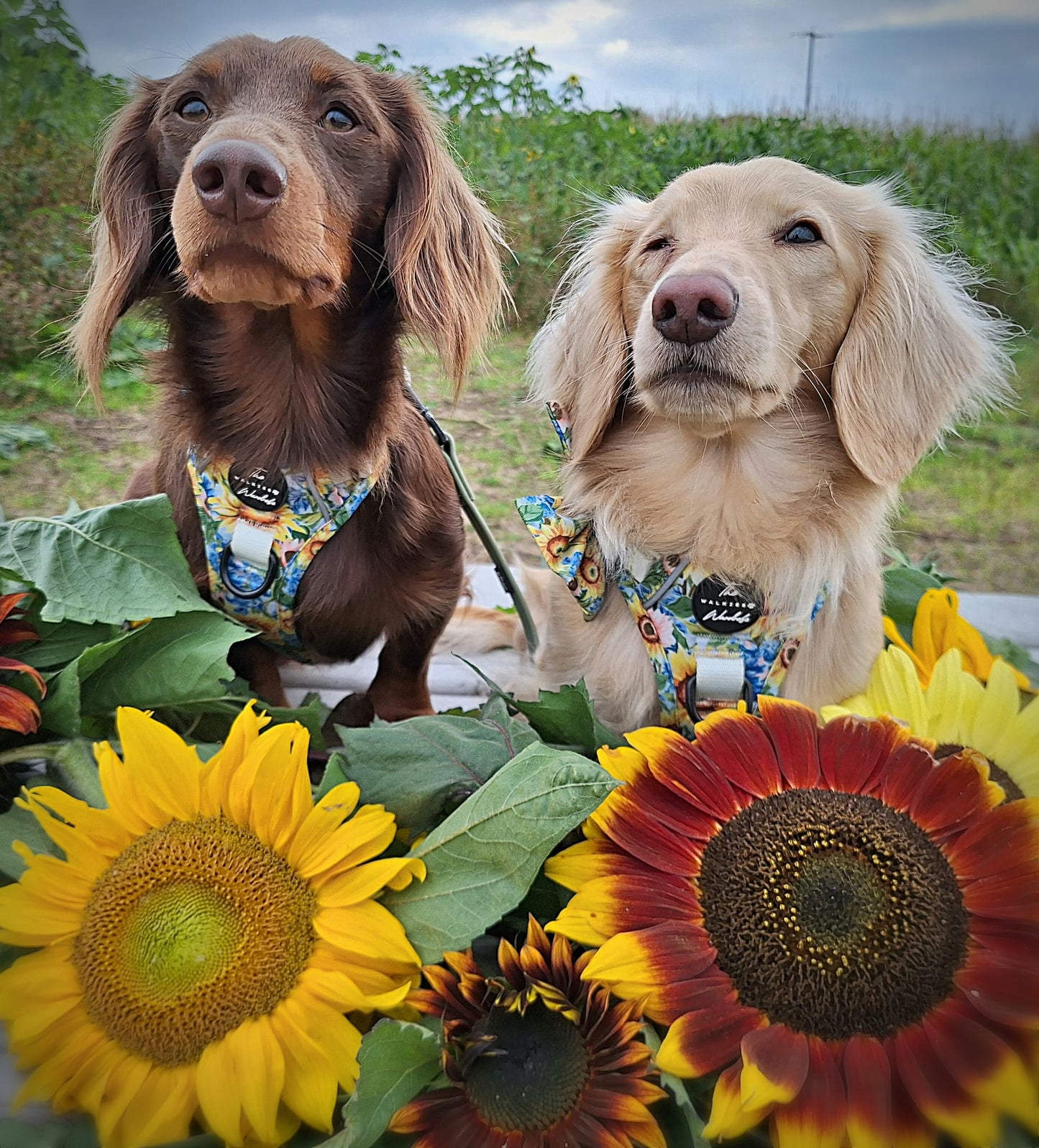 Follow the Sun Tough Trekker plushcore ™ Harness