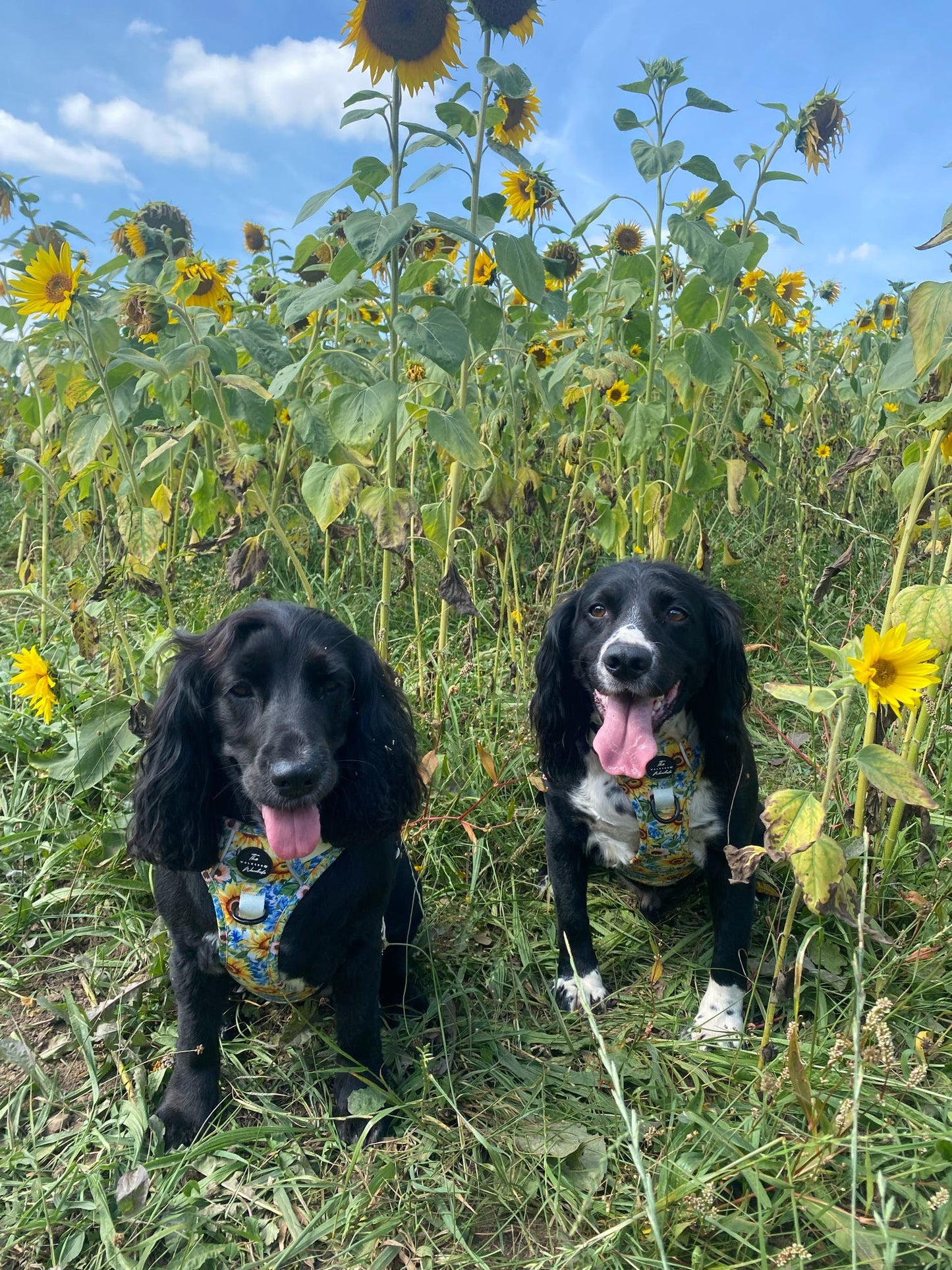 Follow the Sun Tough Trekker plushcore ™ Harness