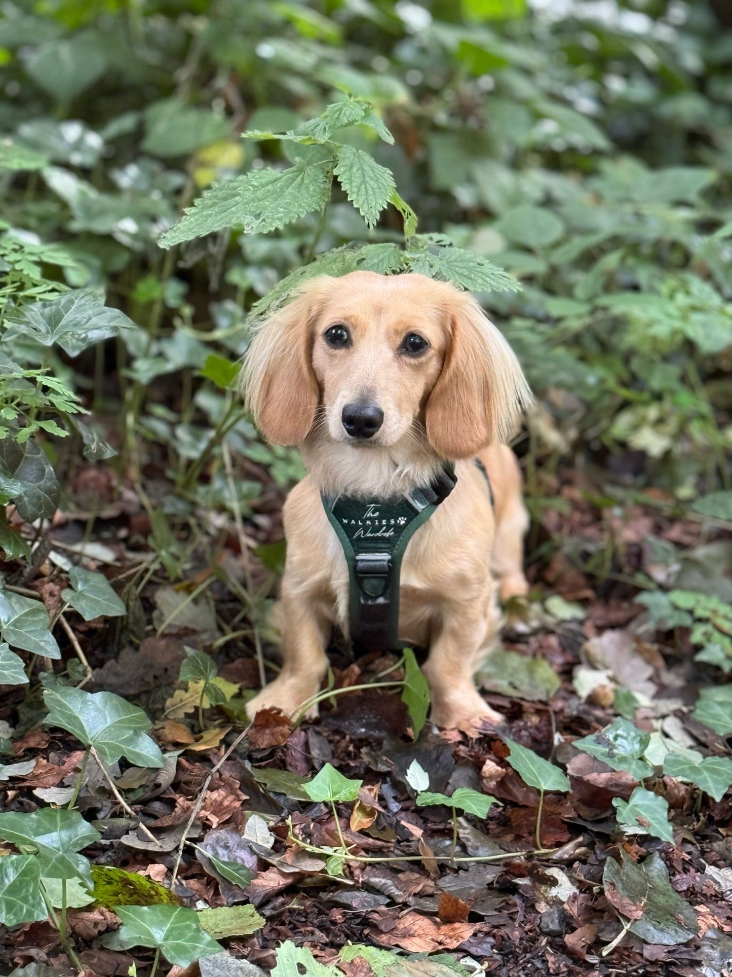 Forest Whispers Y-Flex Pro ™ harness Evergreen Hollow