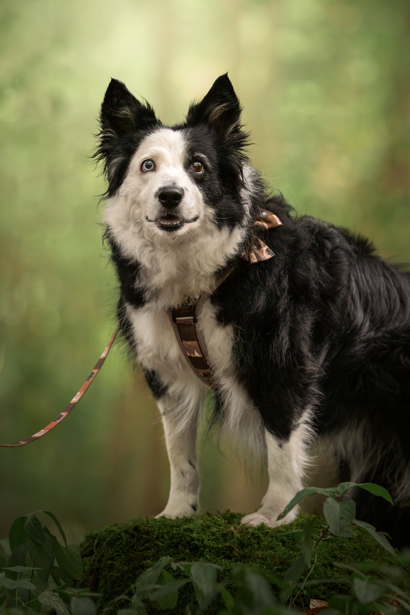 Forest Whispers Y-Flex Pro ™ Harness Chestnut Glade