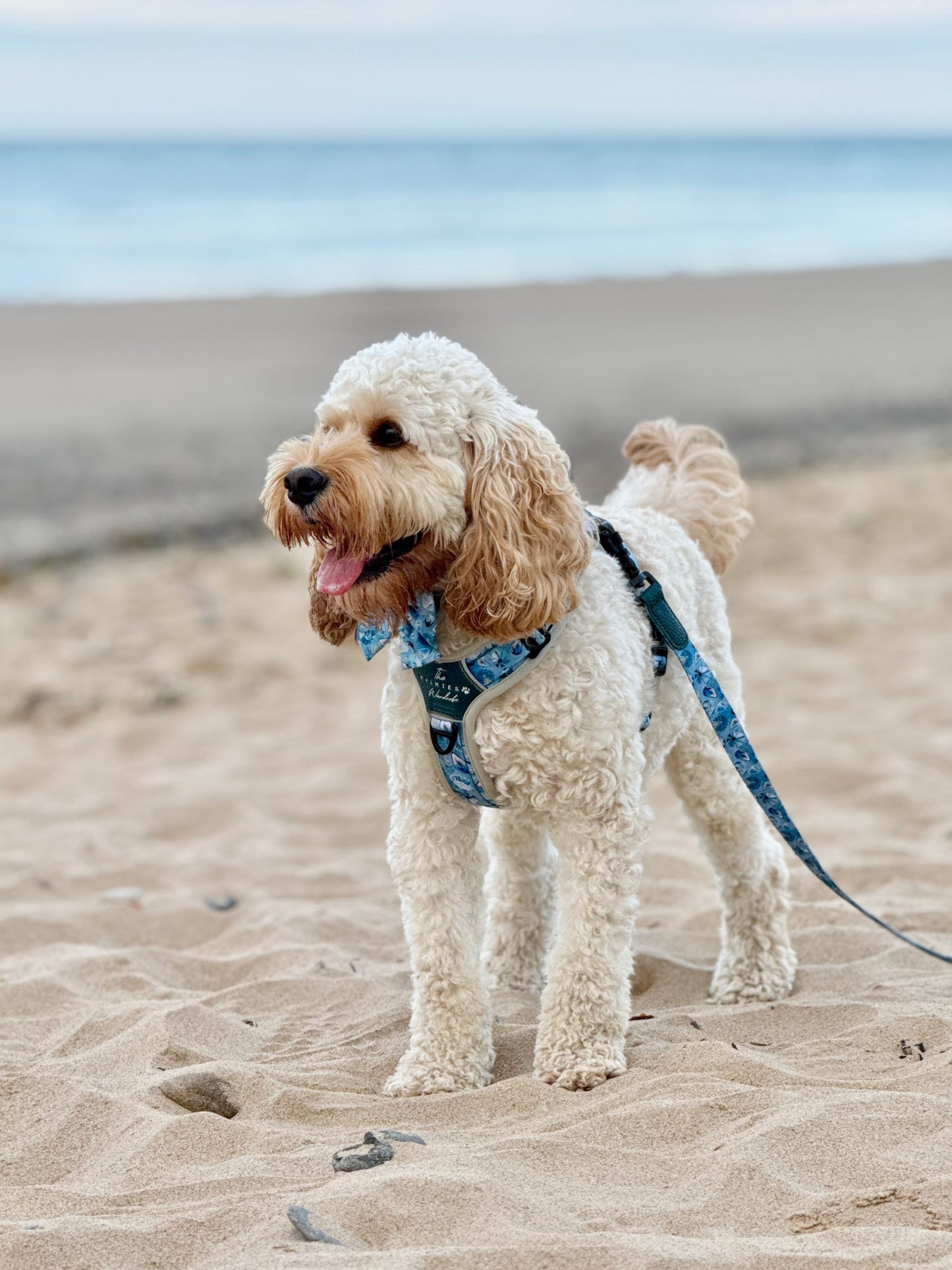 Seashell Symphony Y-Flex Pro ™ harness