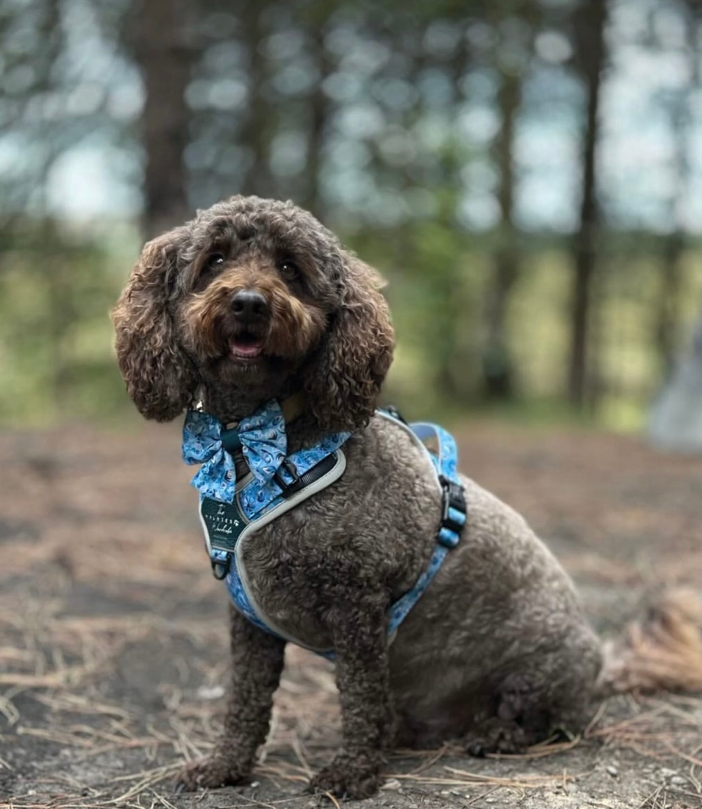 Seashell Symphony Y-Flex Pro ™ harness